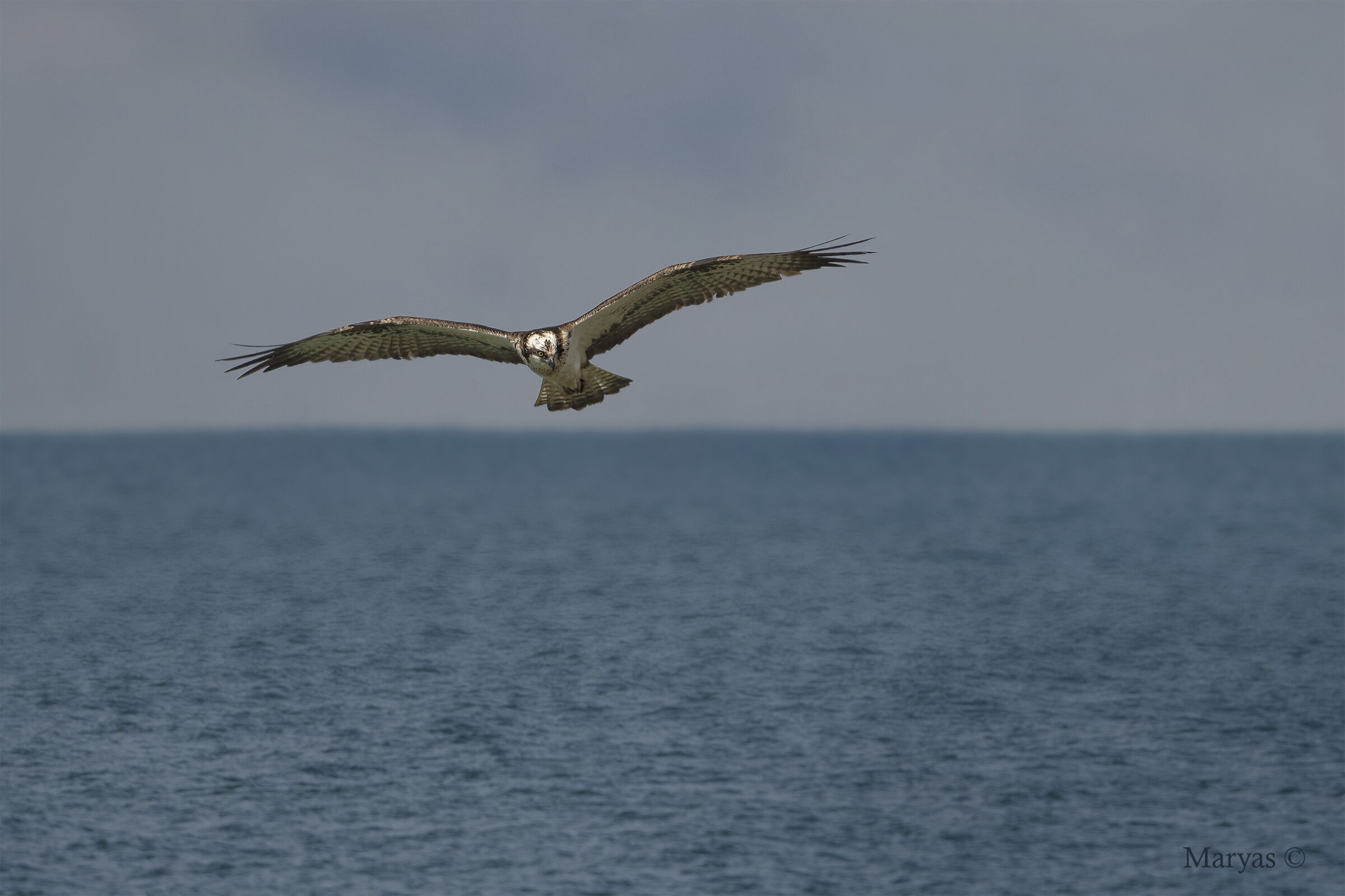 Falco pescatore in perlustrazione