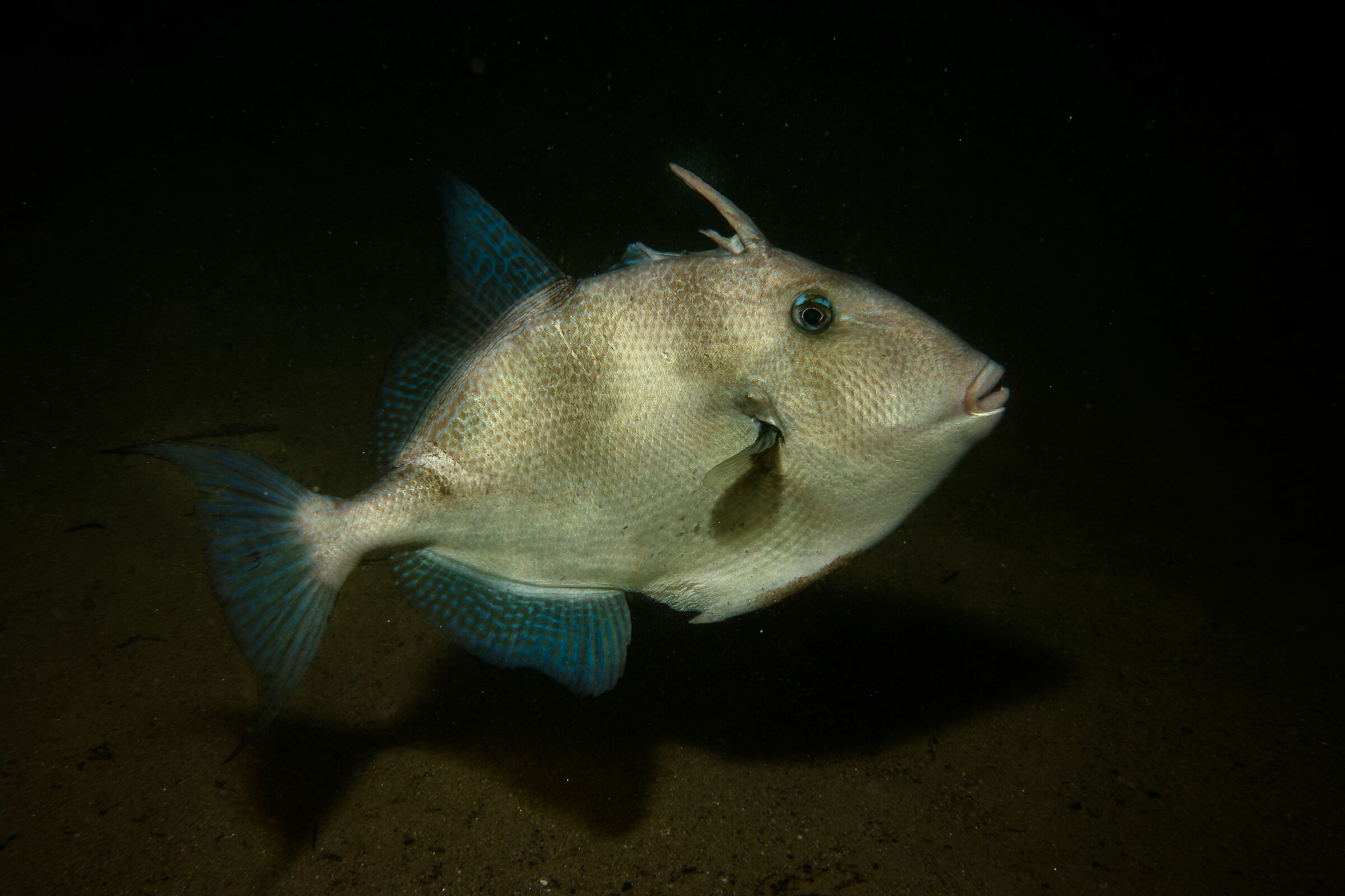Crossbow fish at Cape Noli (SV)