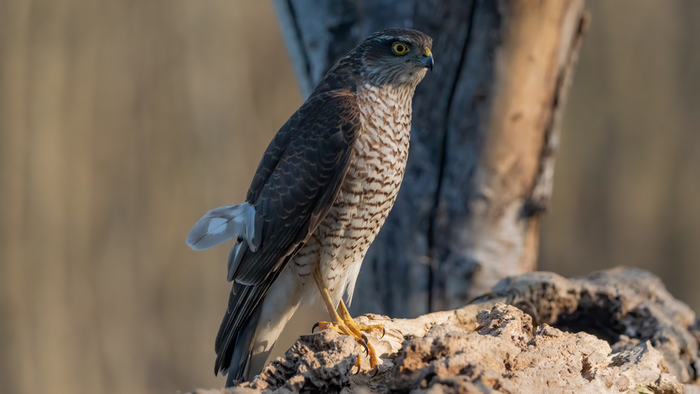 Fotografato dal capanno senza vetro