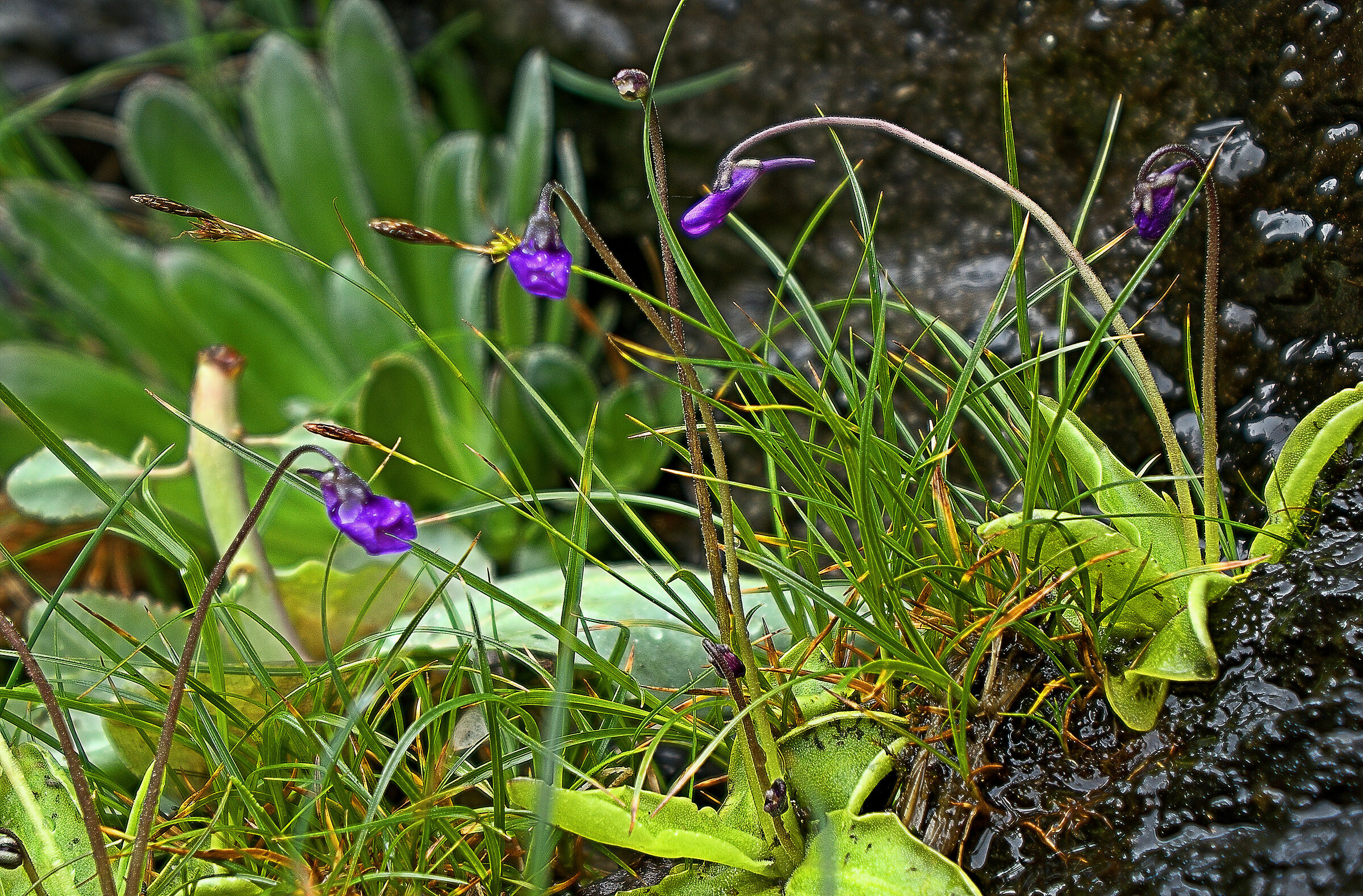 Pinguicole (piante carnivore)