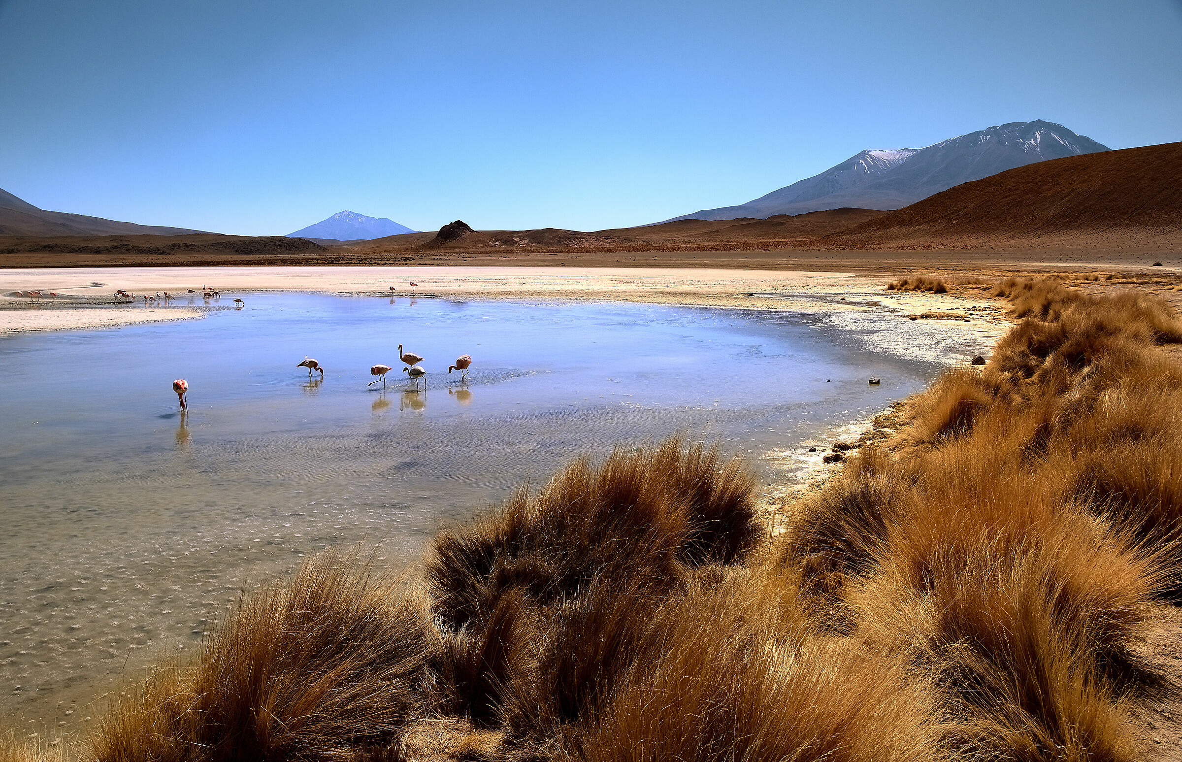 Riserva nazionale di fauna andina Eduardo Avaroa