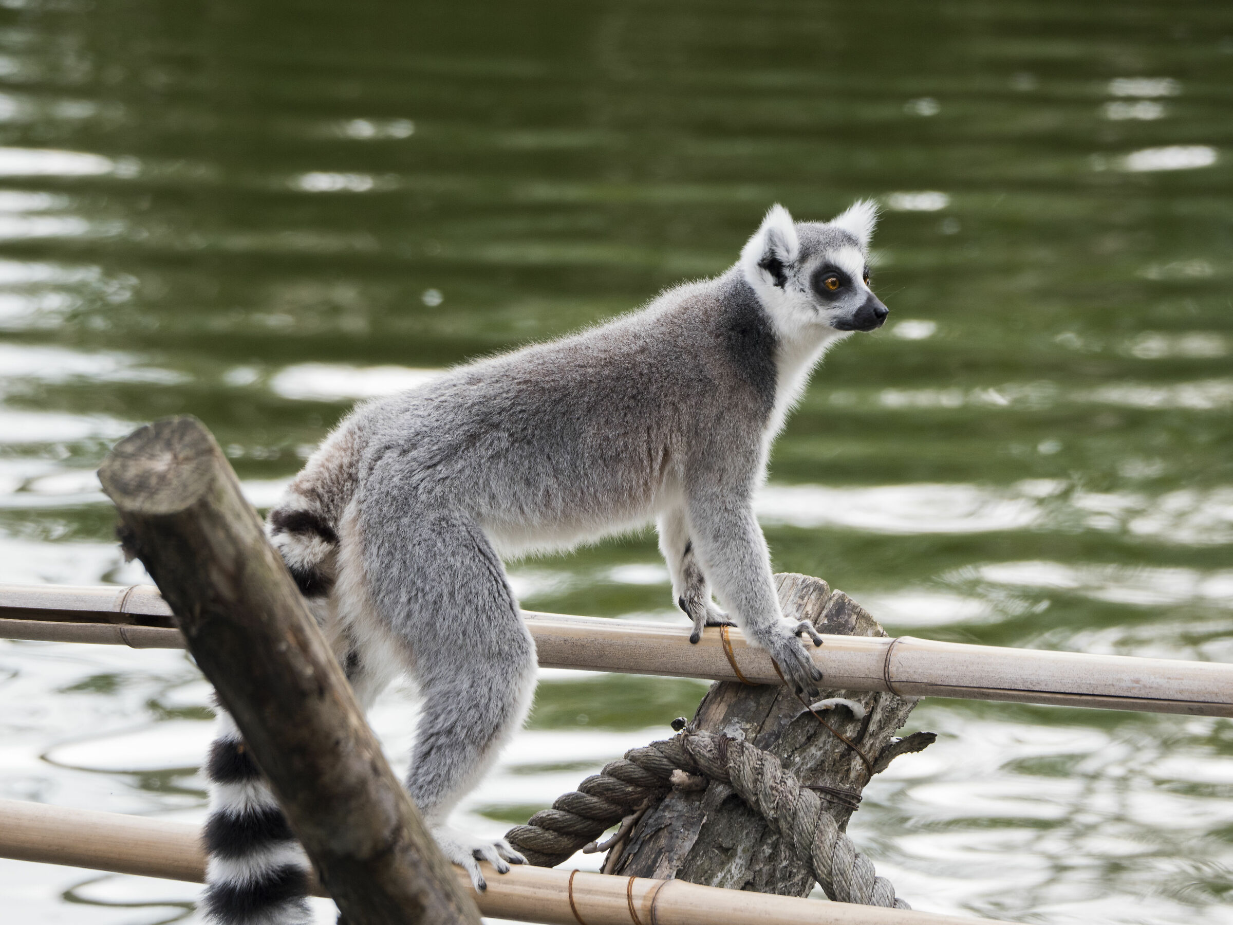 Lemur or not Lemur... that's the dilemma