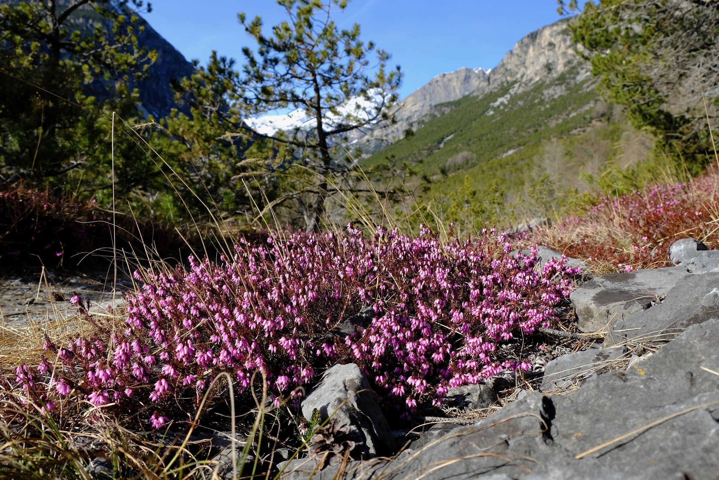Erica nel parco dei Bagni a Bormio