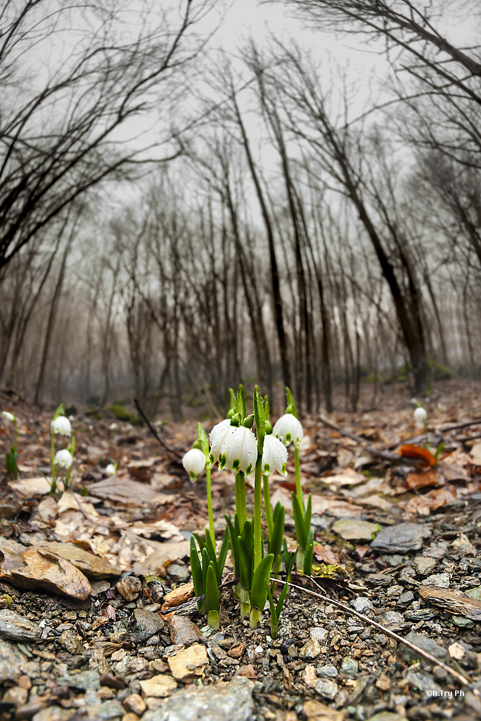 Leucojum vernum