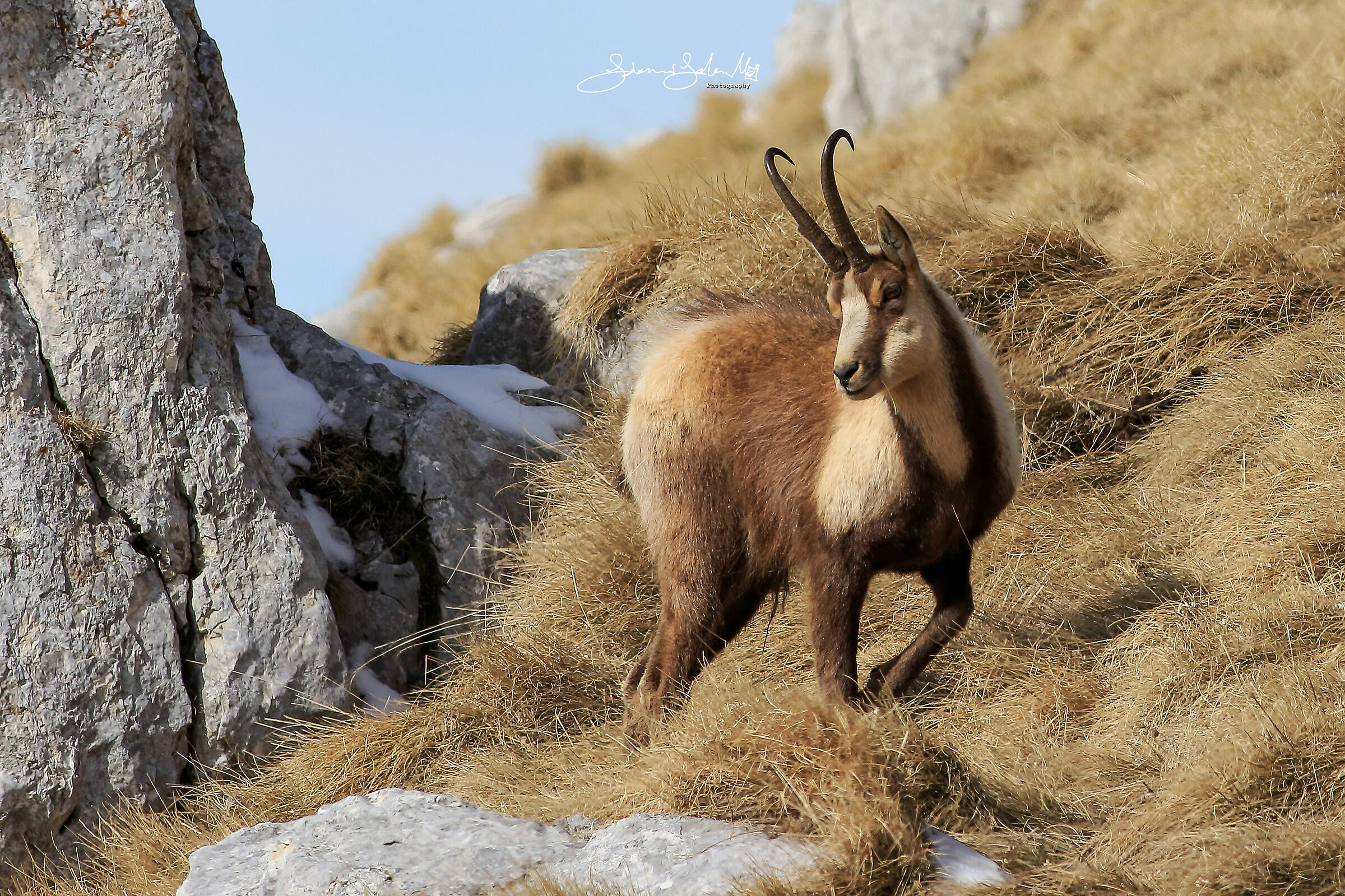 Abruzzo's Chamois (Rupicapra pyrenaica ornata, n.,1899)