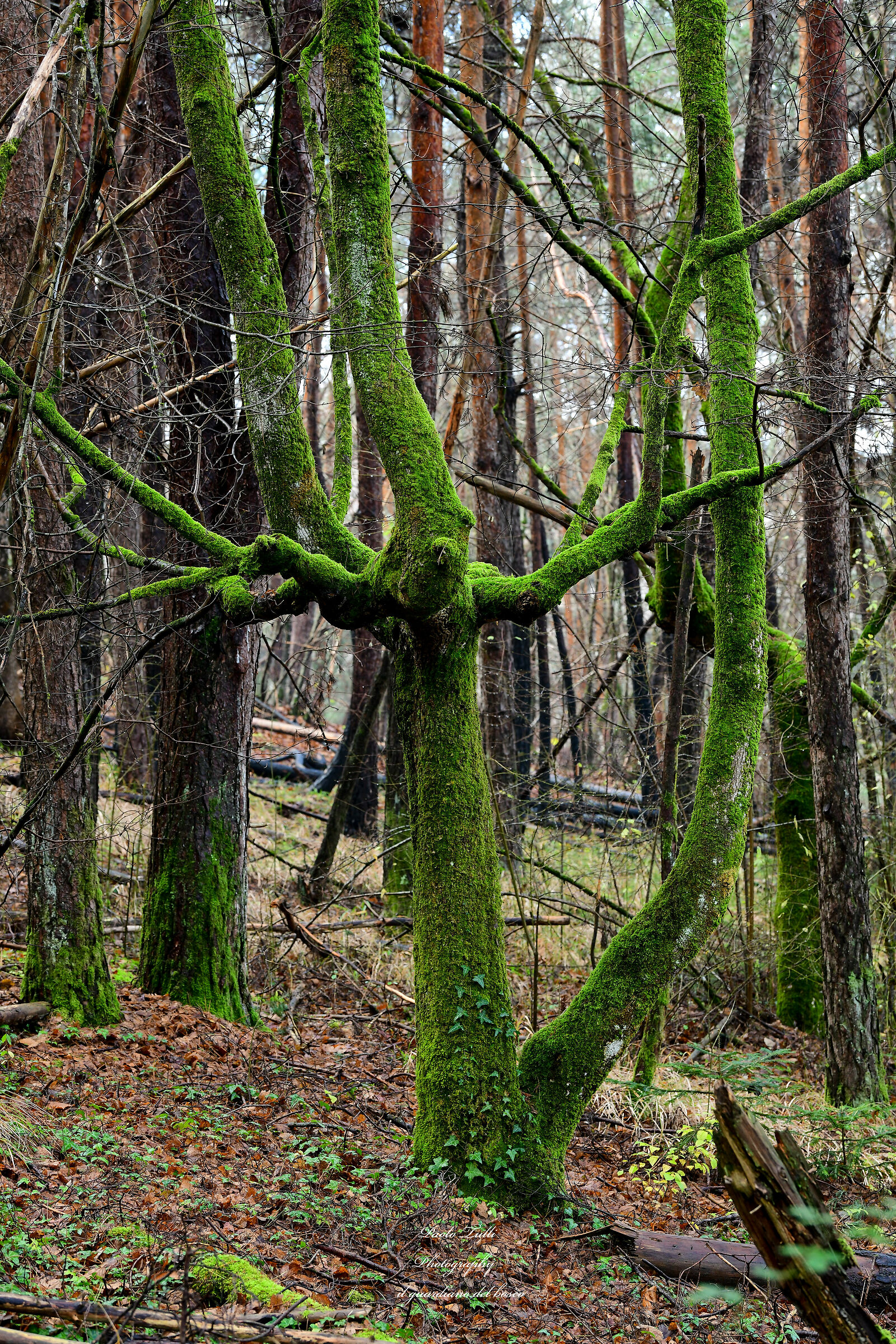 Il guardiano del bosco