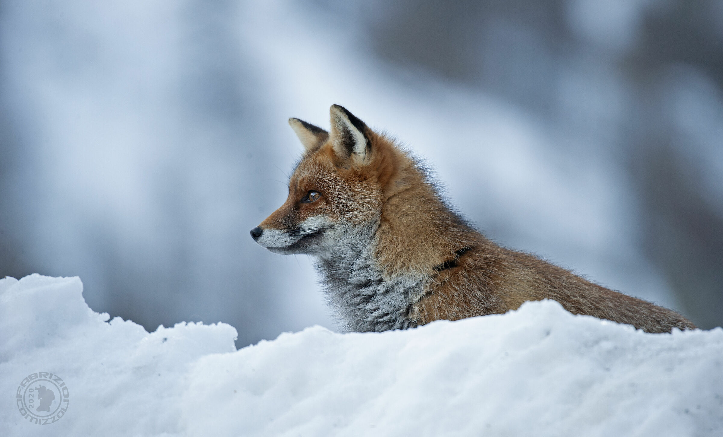Red Fox
