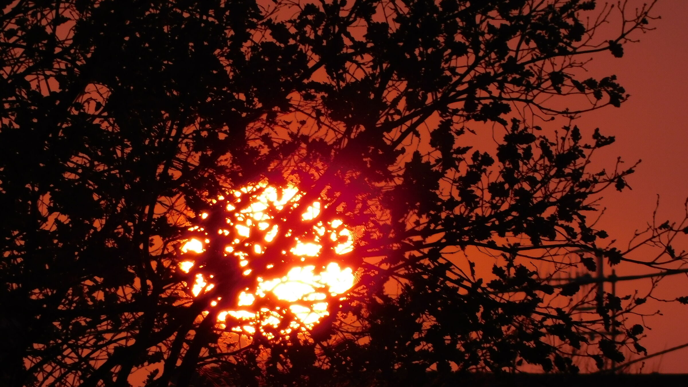 Quercia sul tramonto