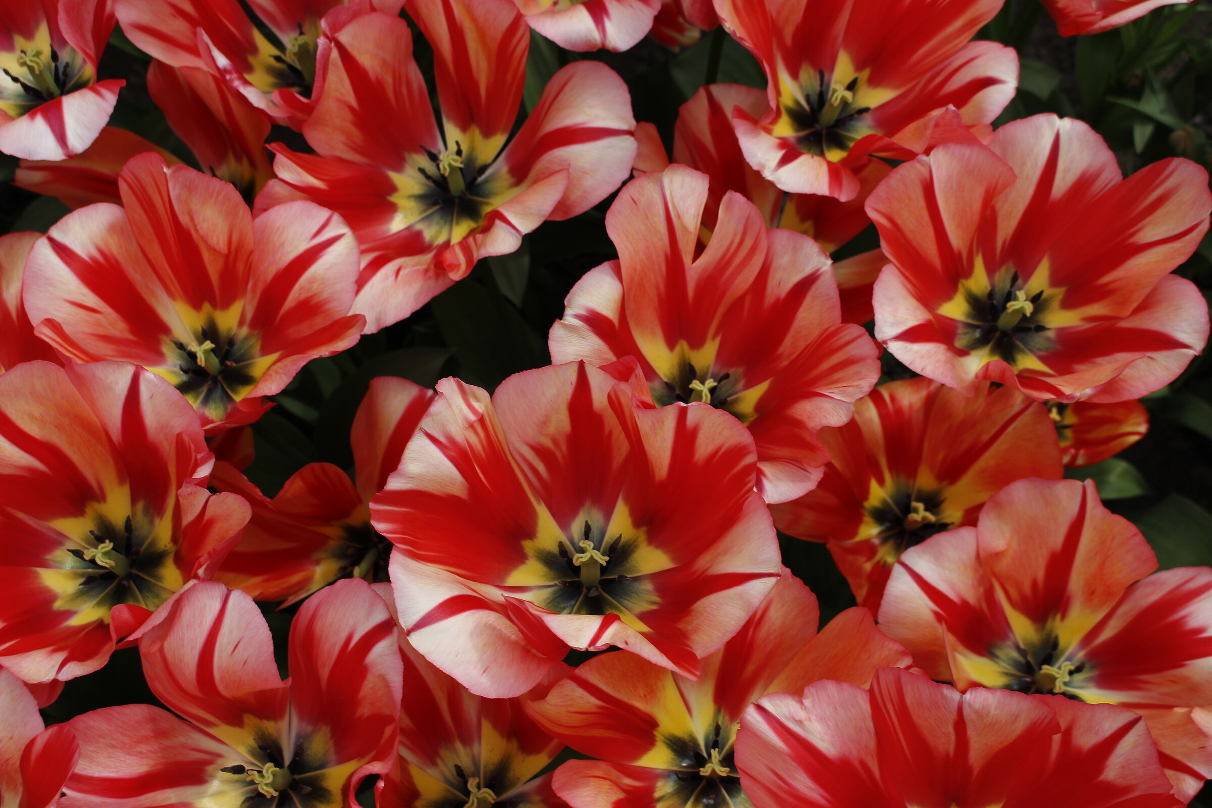 tulipani