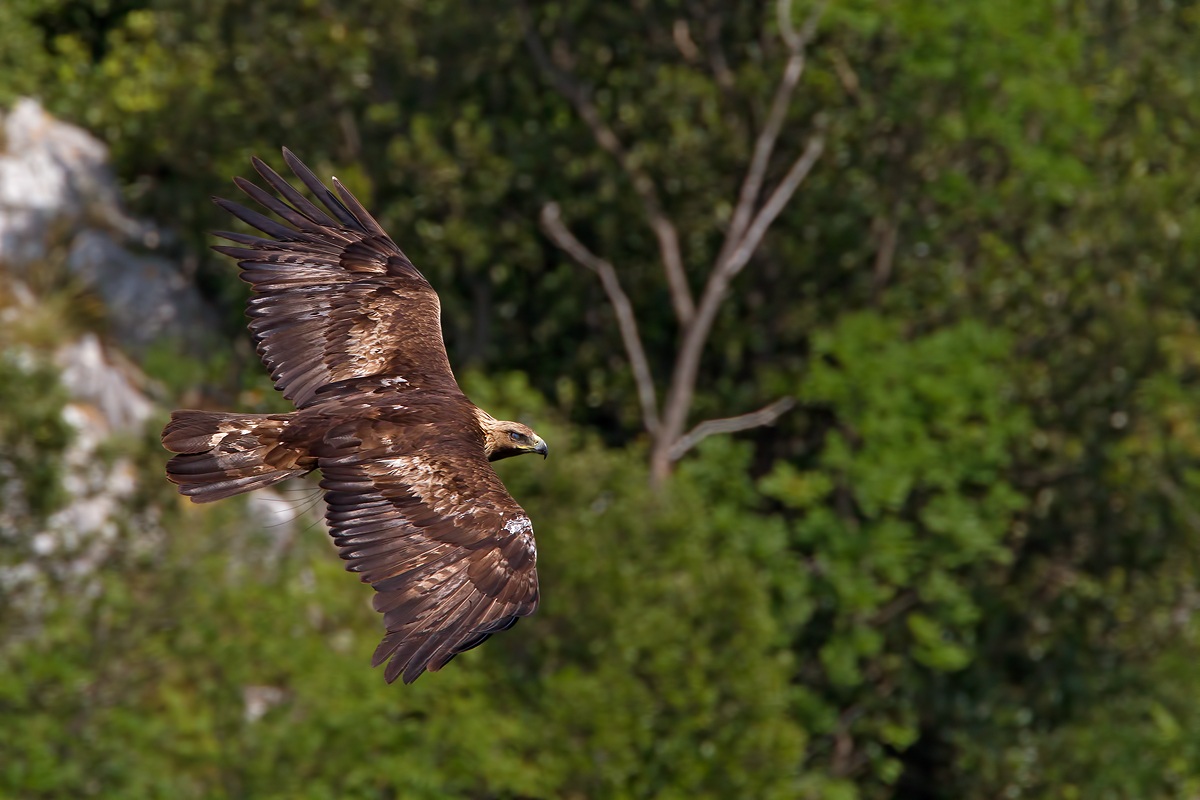 Golden Eagle with nictitating membrane