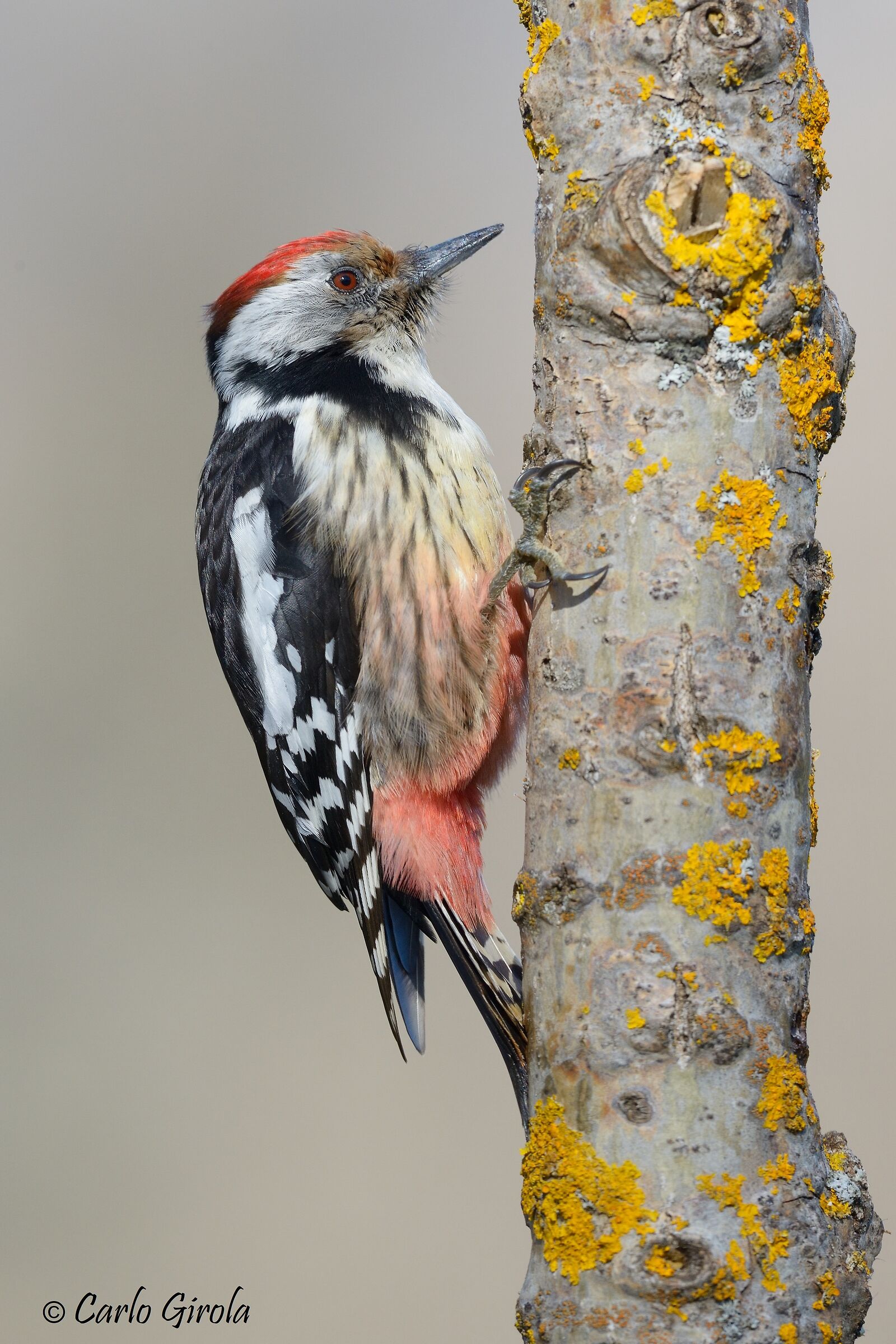 Picchio rosso mezzano (Dendrocopus medius)