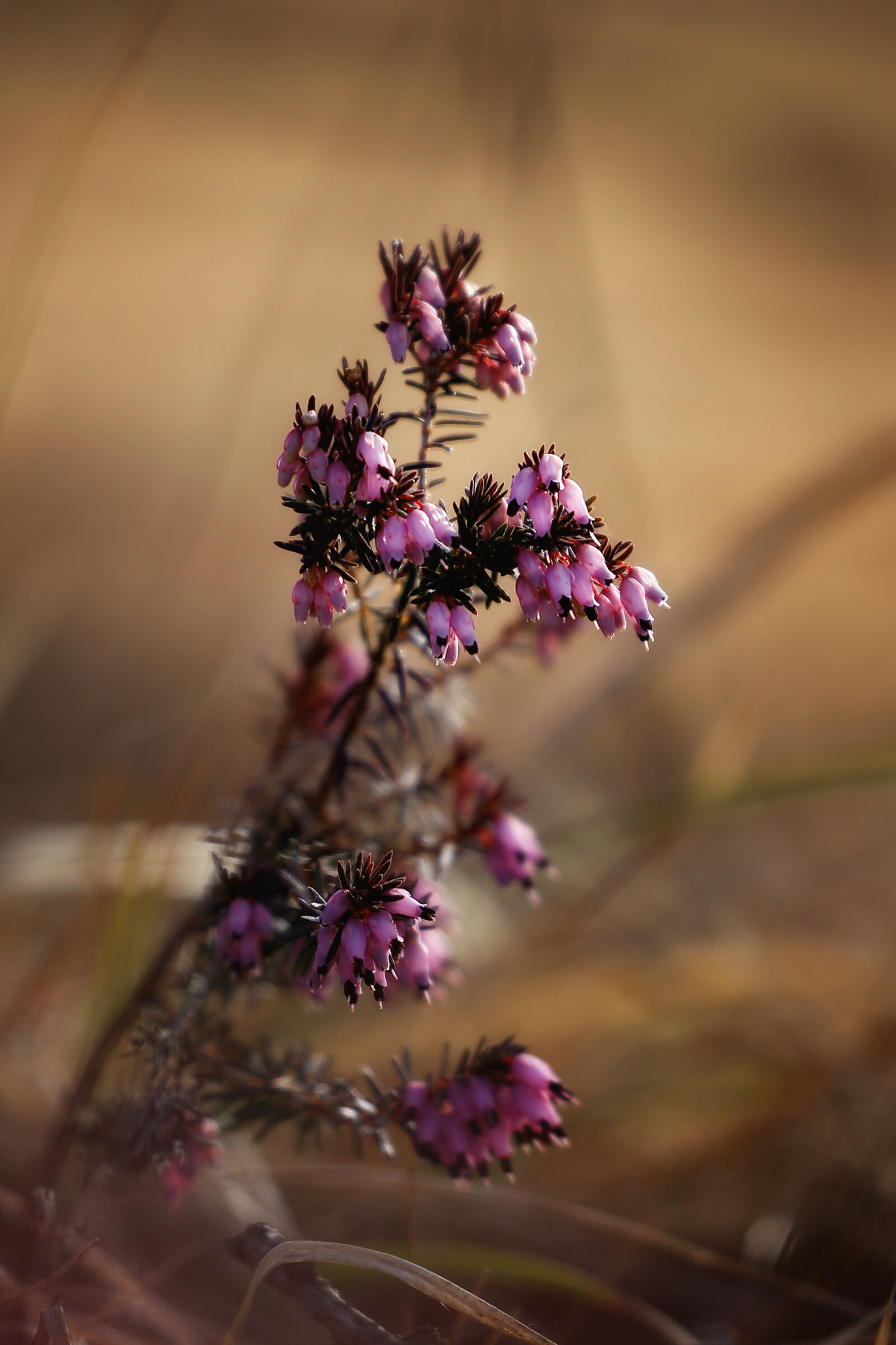 A first sign of spring in the mountains