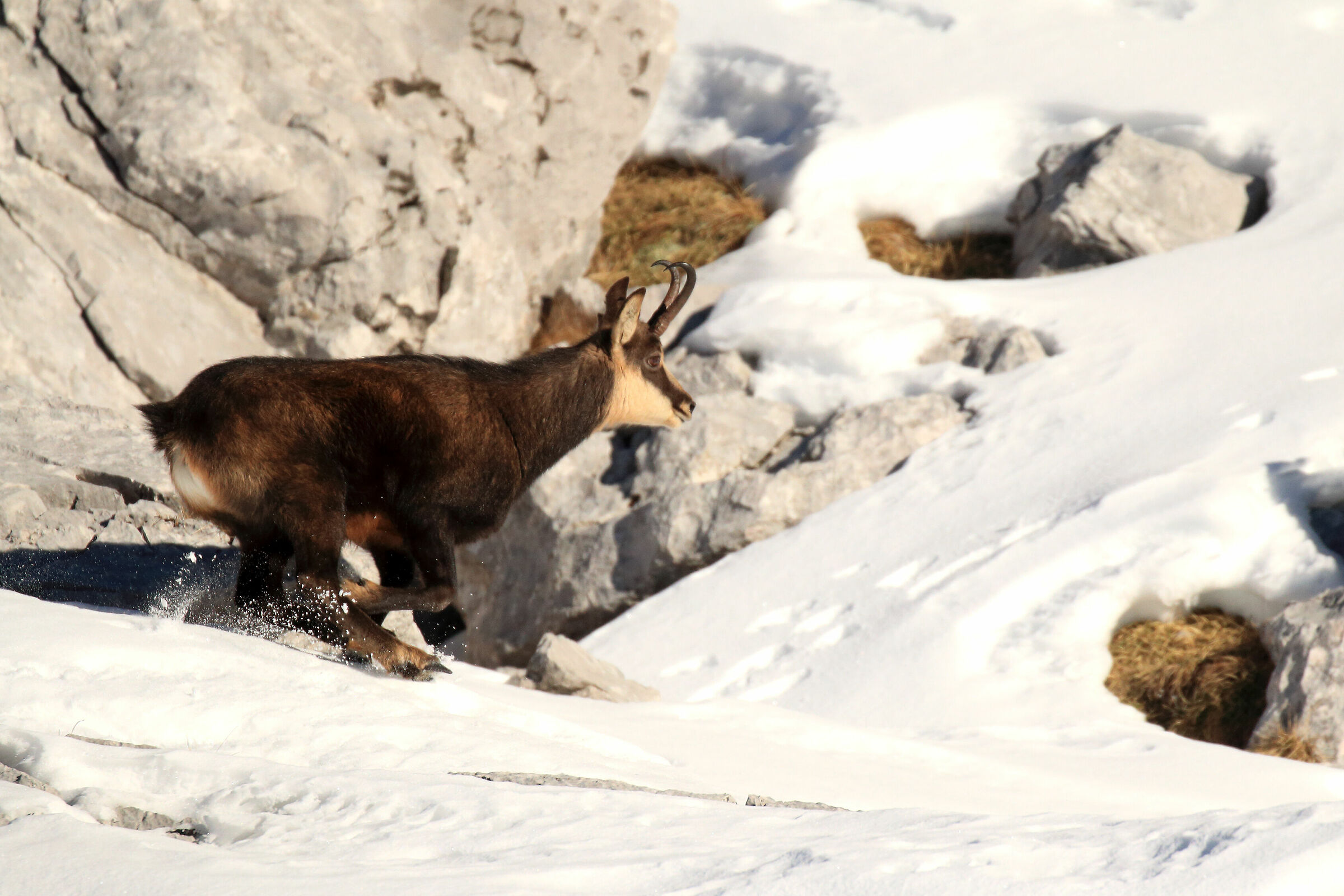 better get it... he'll have thought