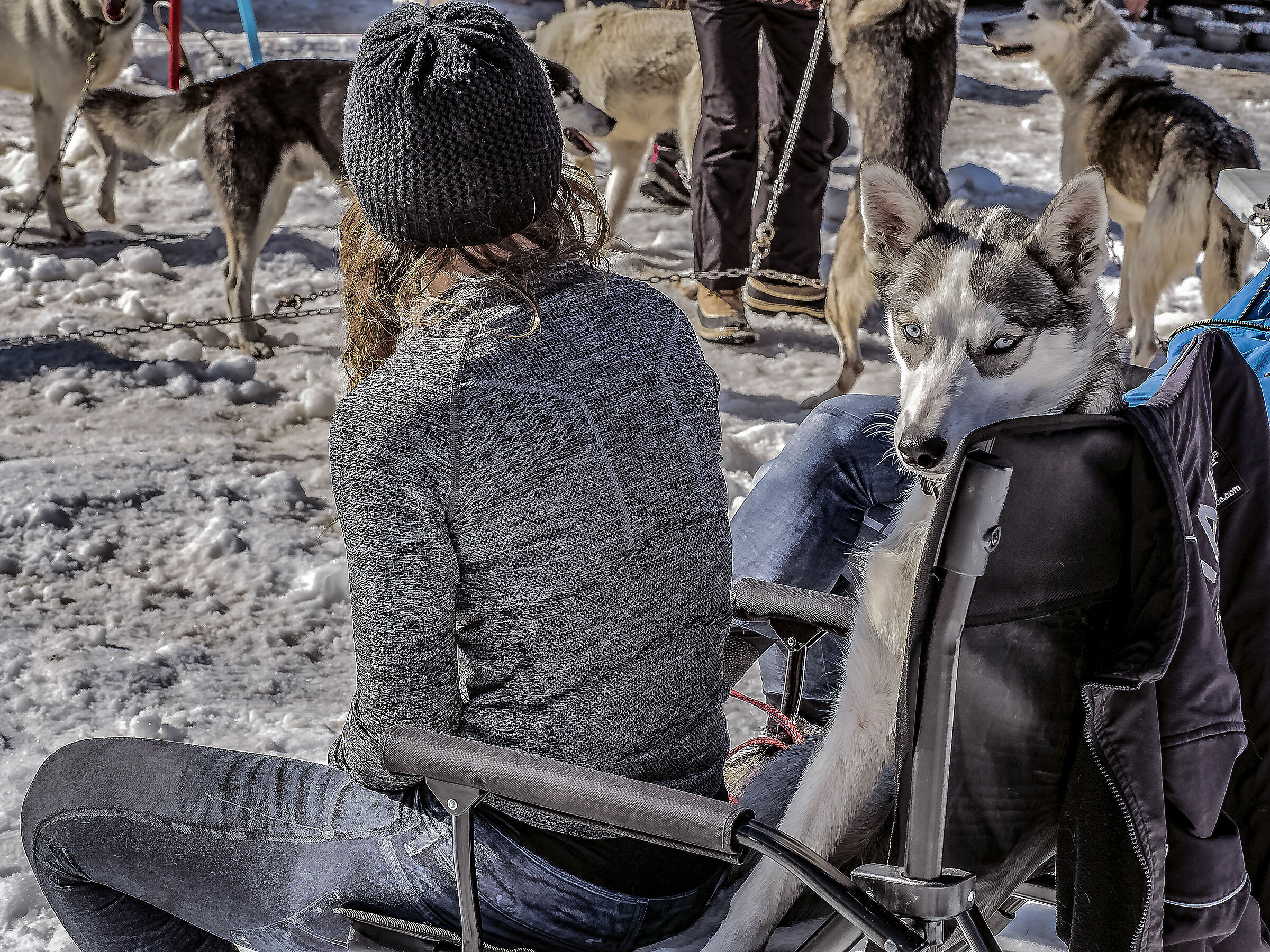 Sleedog race in Pragelato