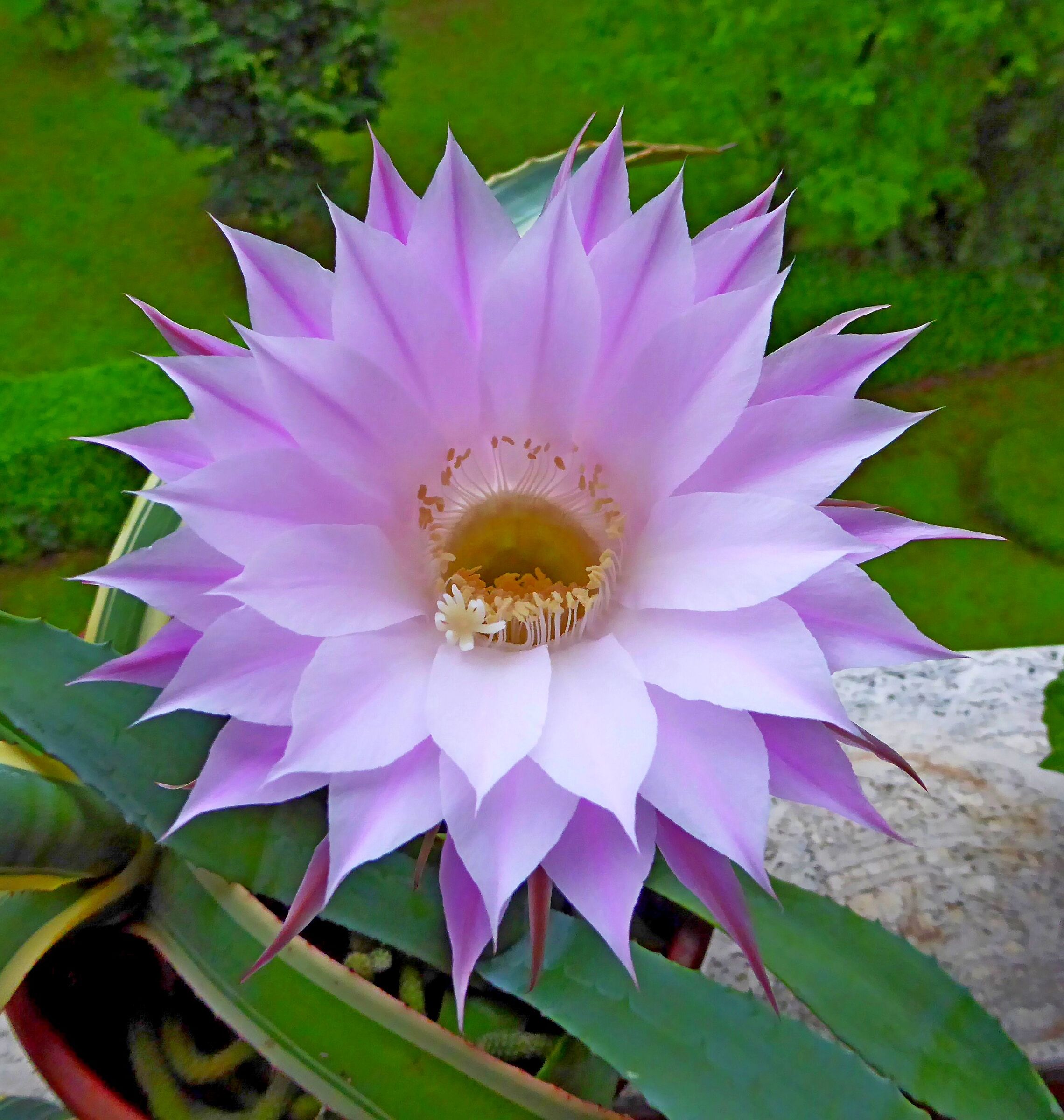 Unico fiore di cactus