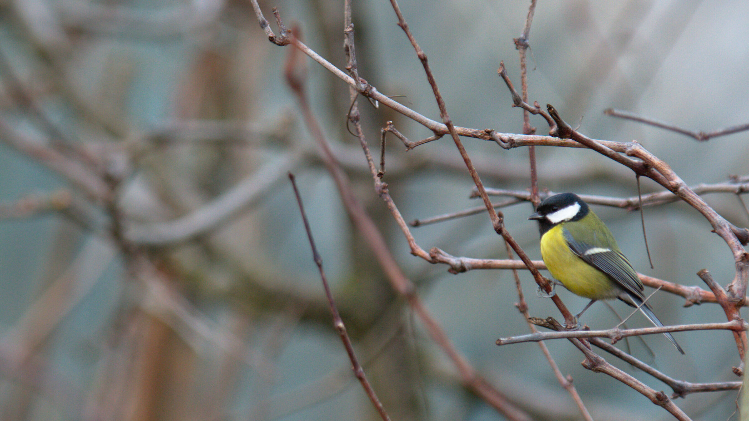 In jade yellow feathers