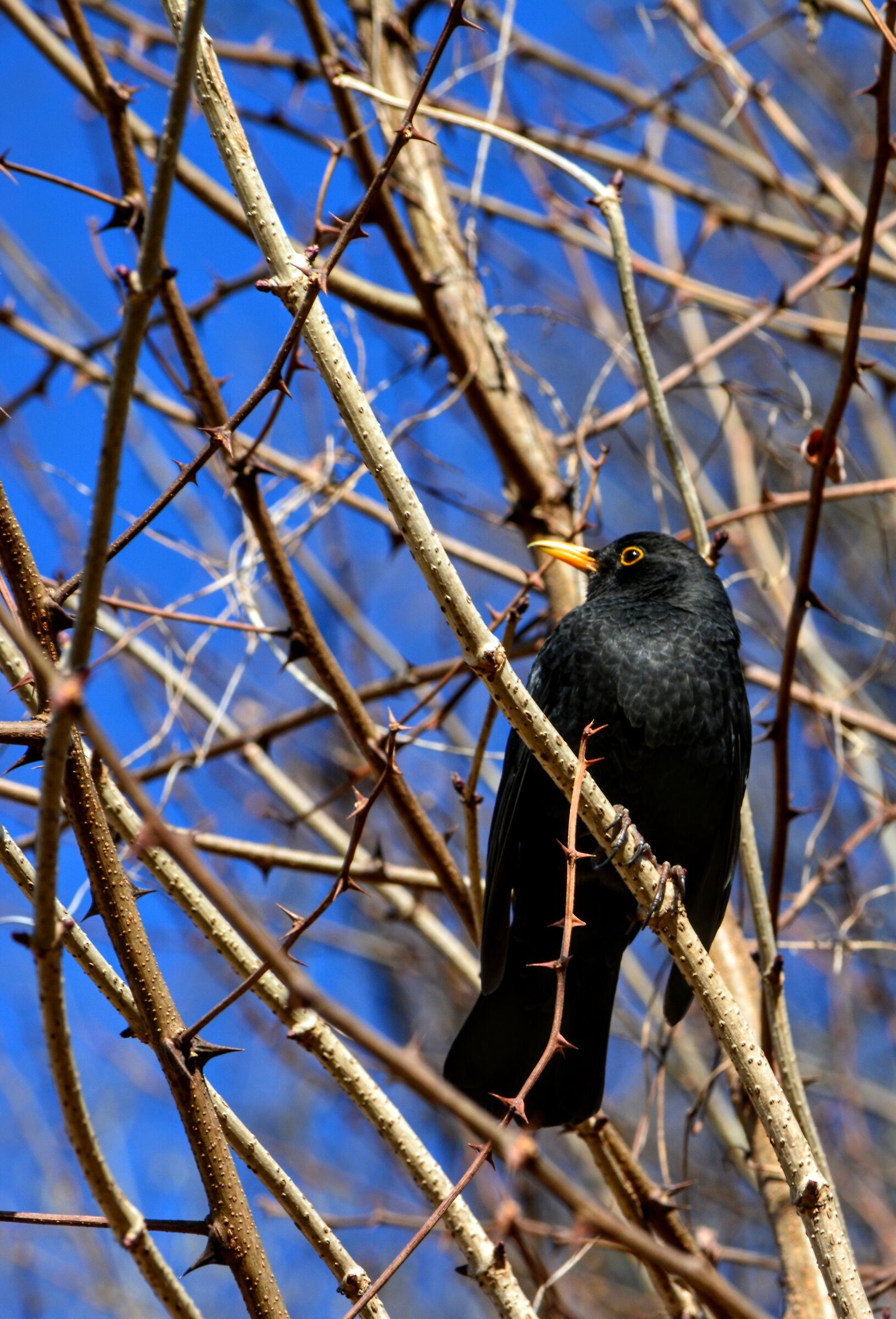 Spensierato tra le spina