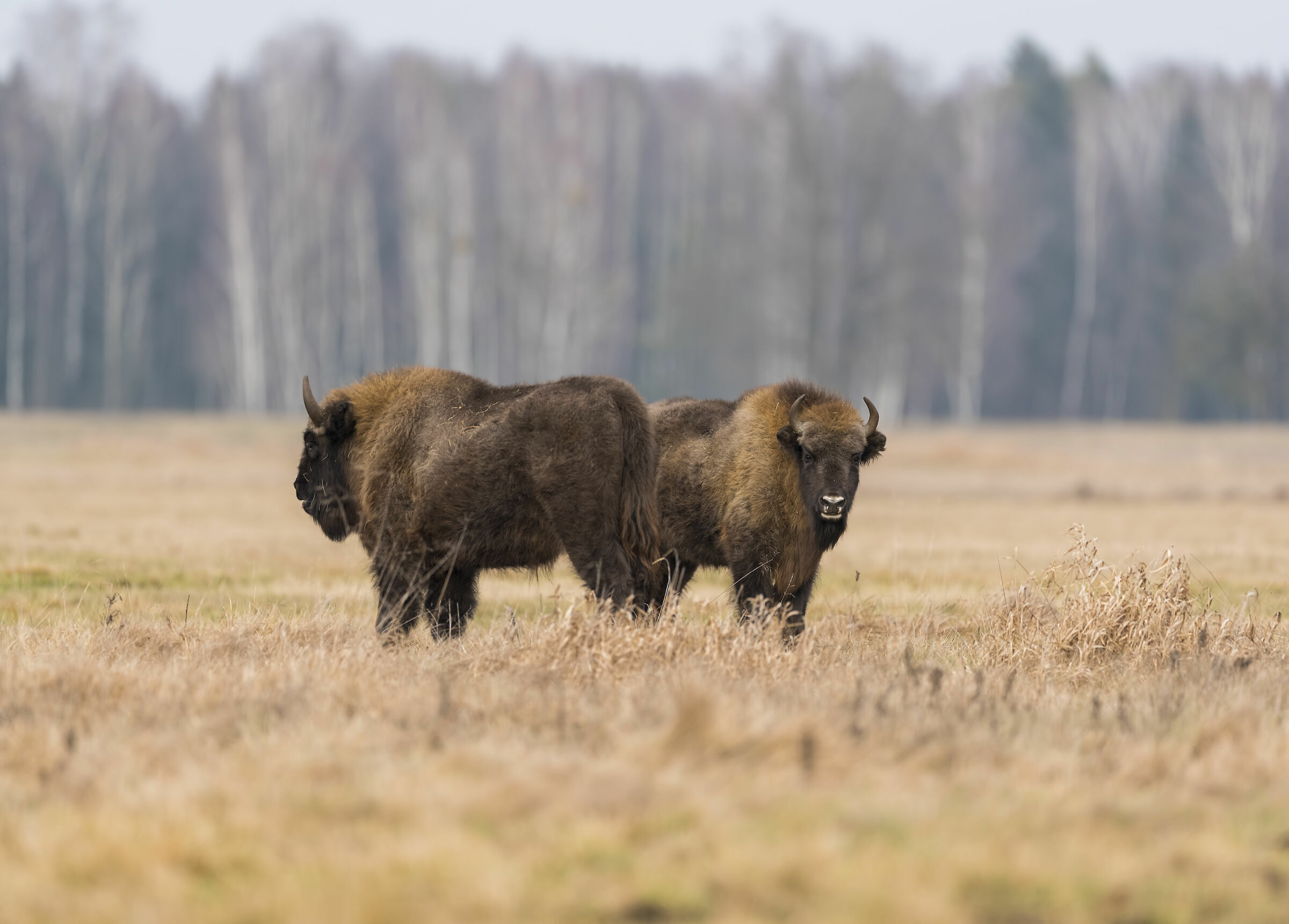 European bison