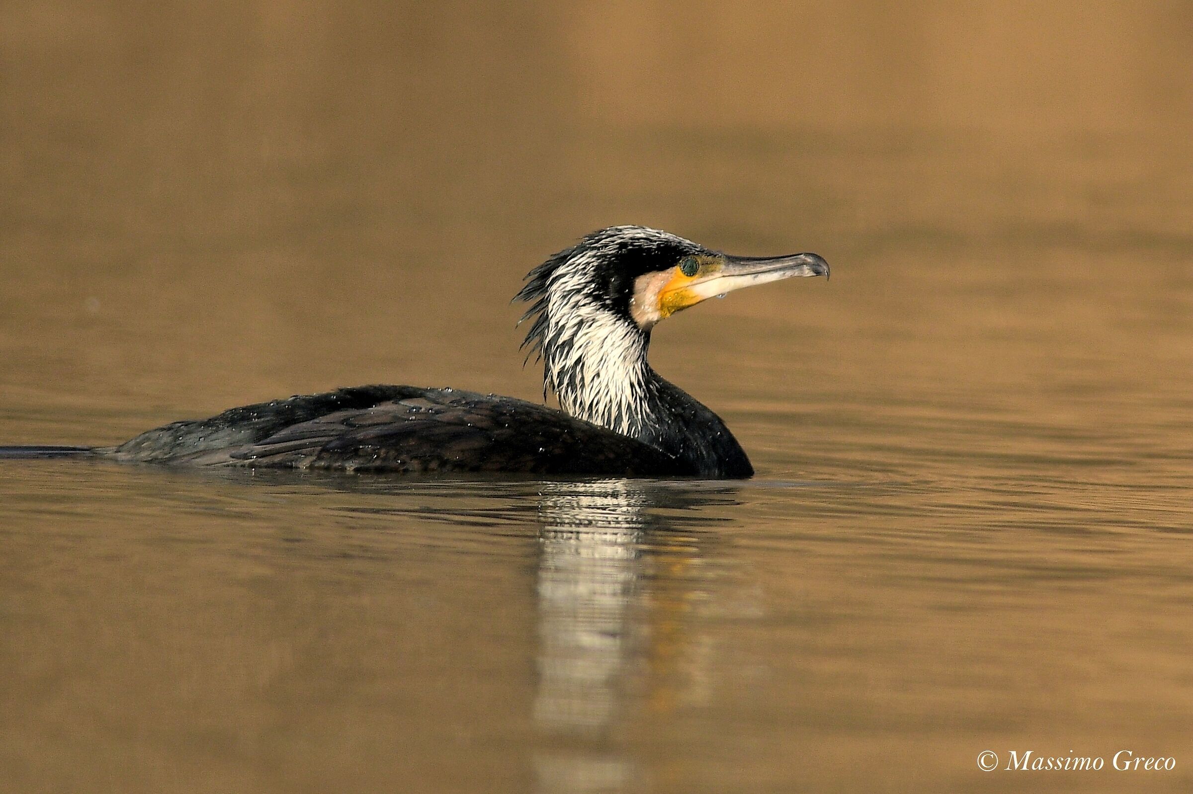 Cormorano in wedding dress
