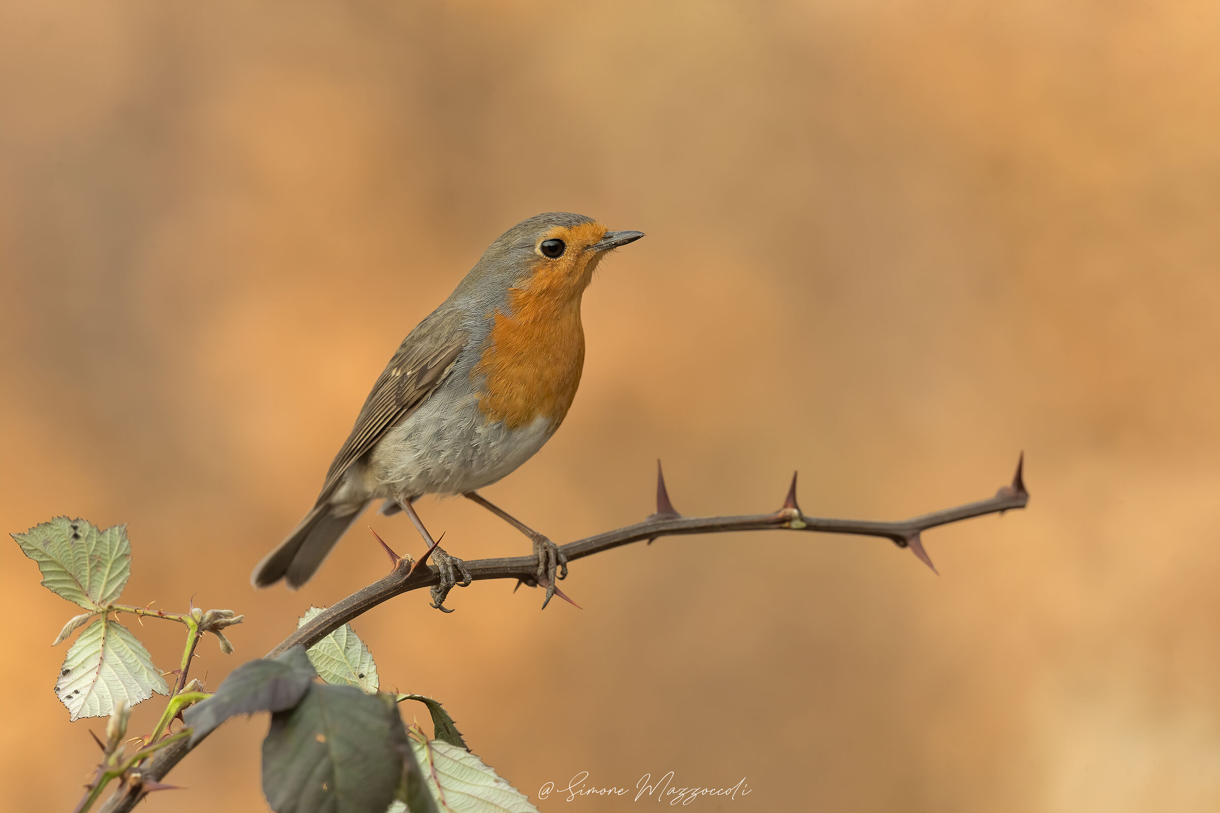Robin