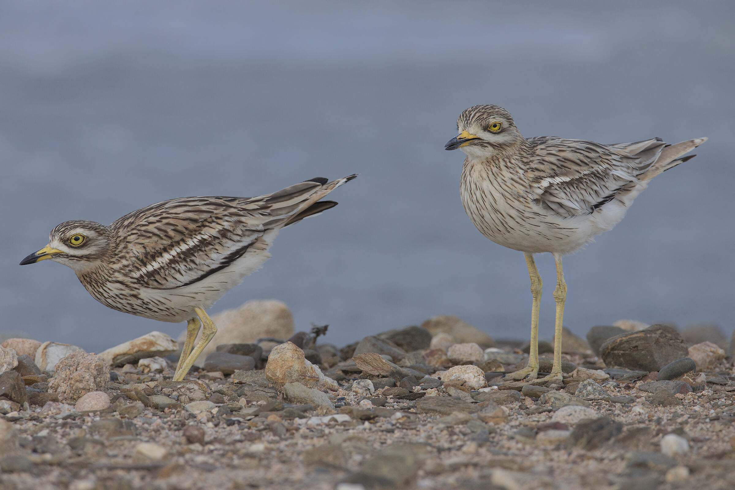 coppia di occhioni a passeggio