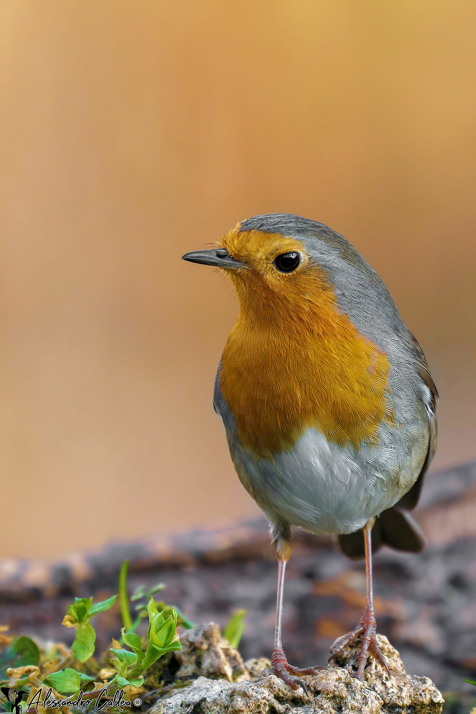 Il piccolo pettirosso