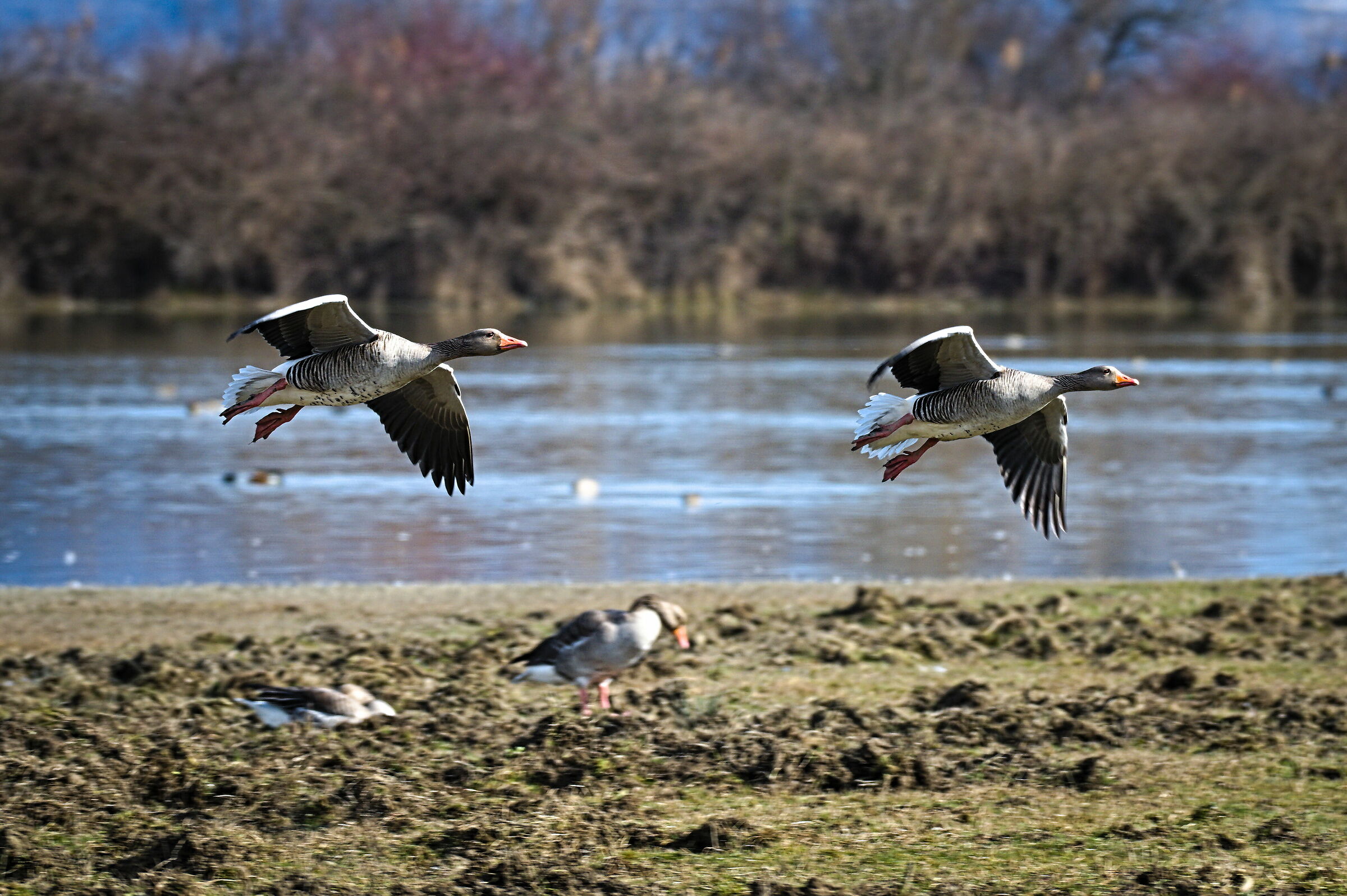 Wild Geese in Flight