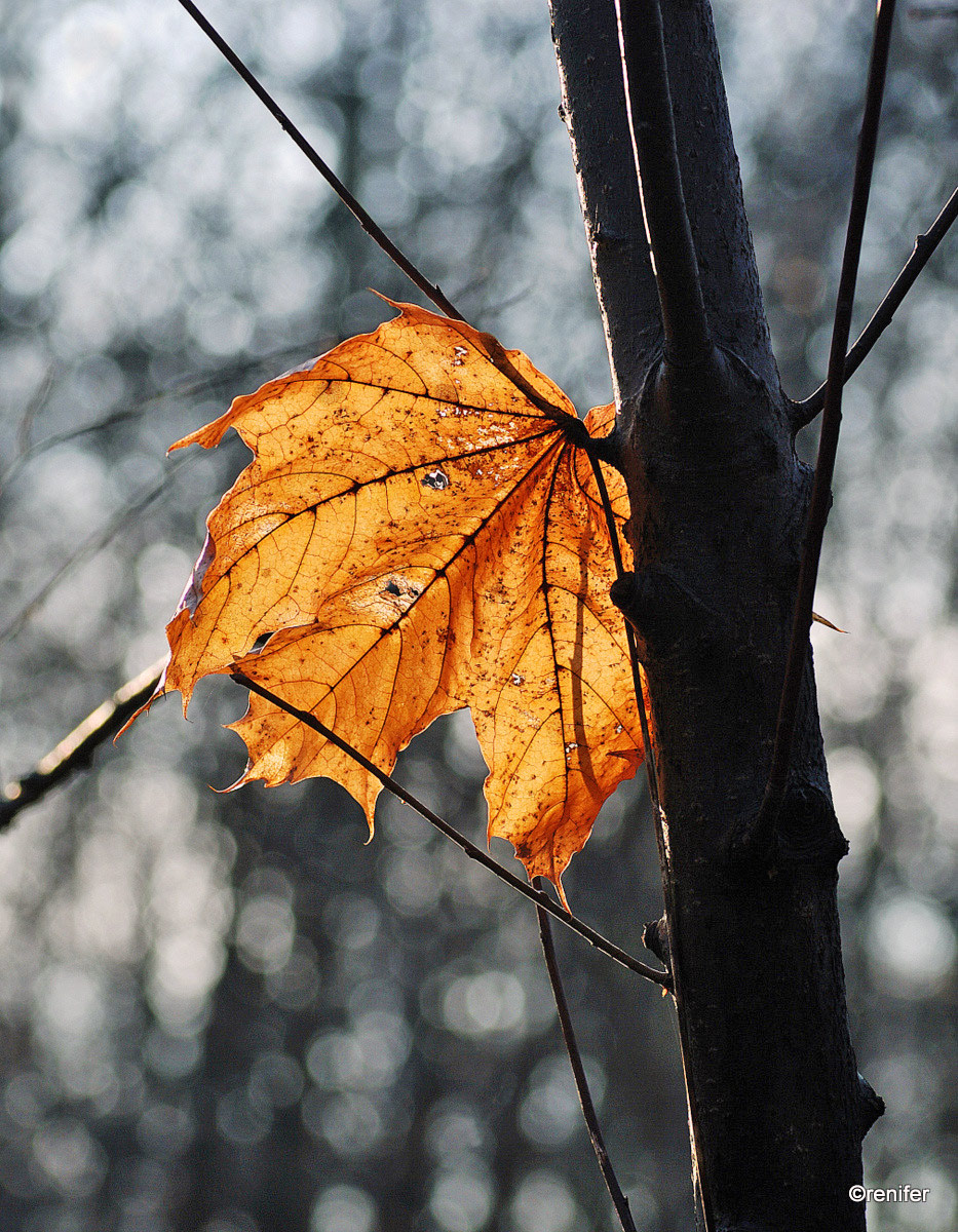 autumn leaf