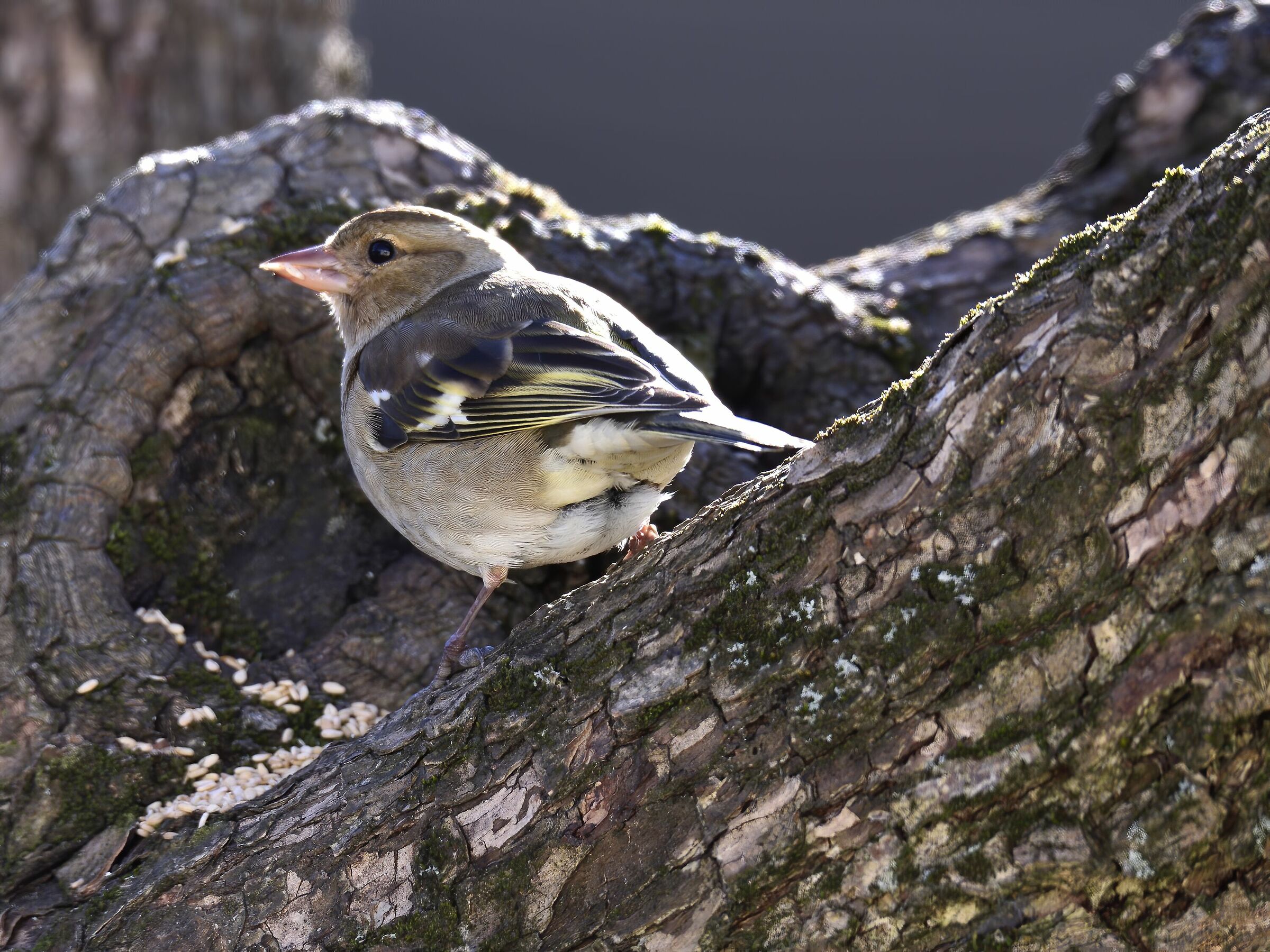 .. The Sun Kisses the Beautiful