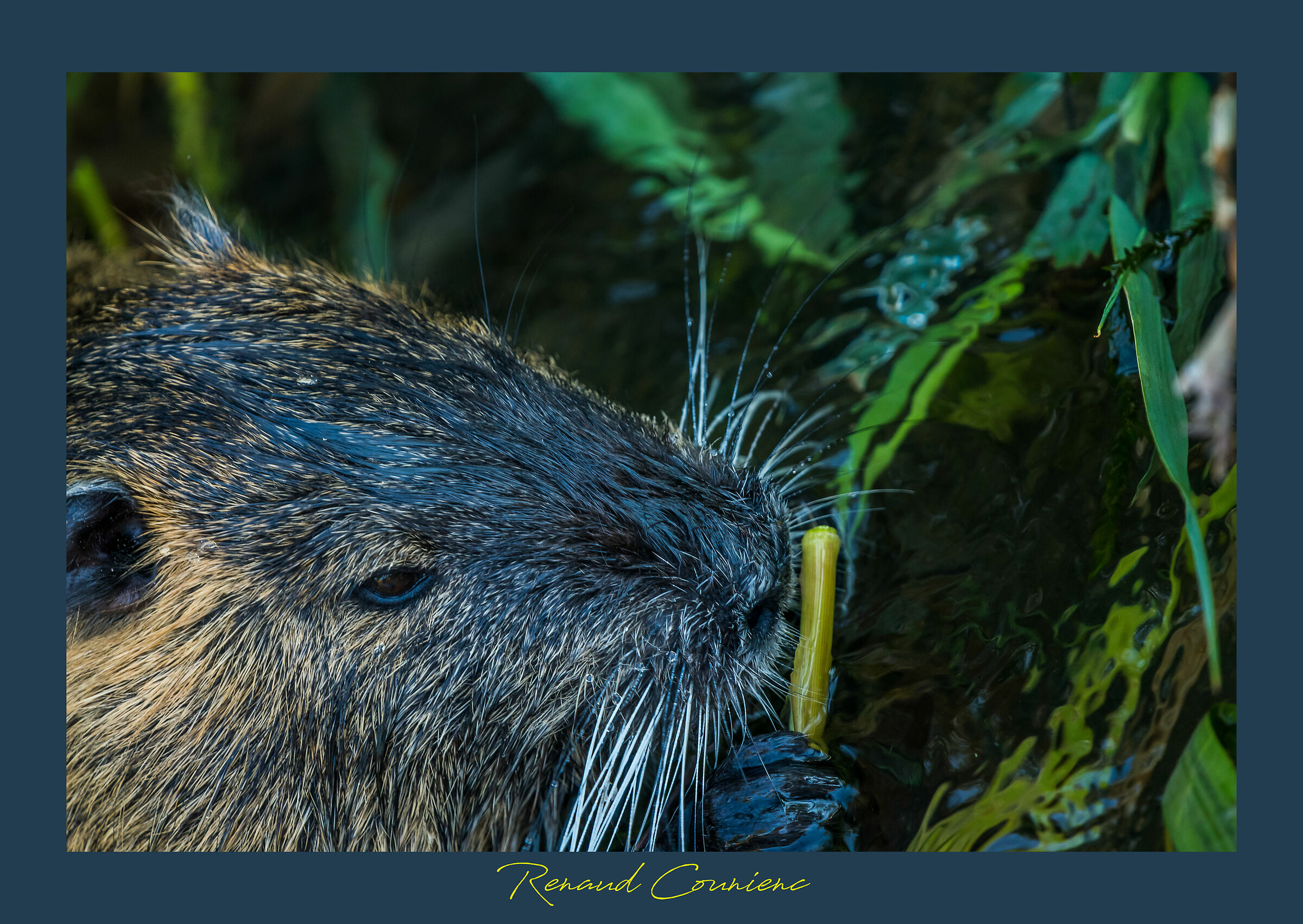 meal: perennial cane sprout