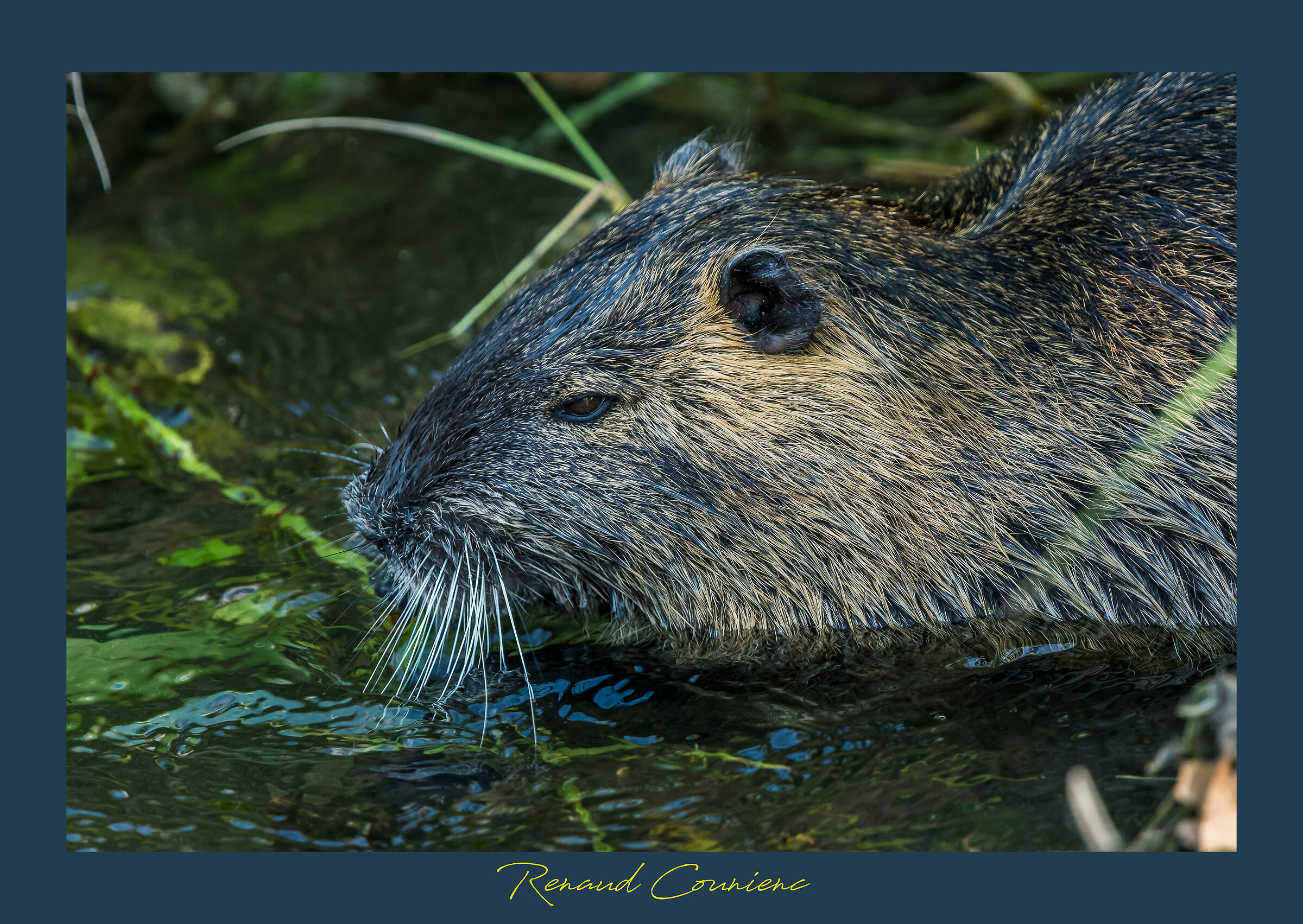 Nutria
