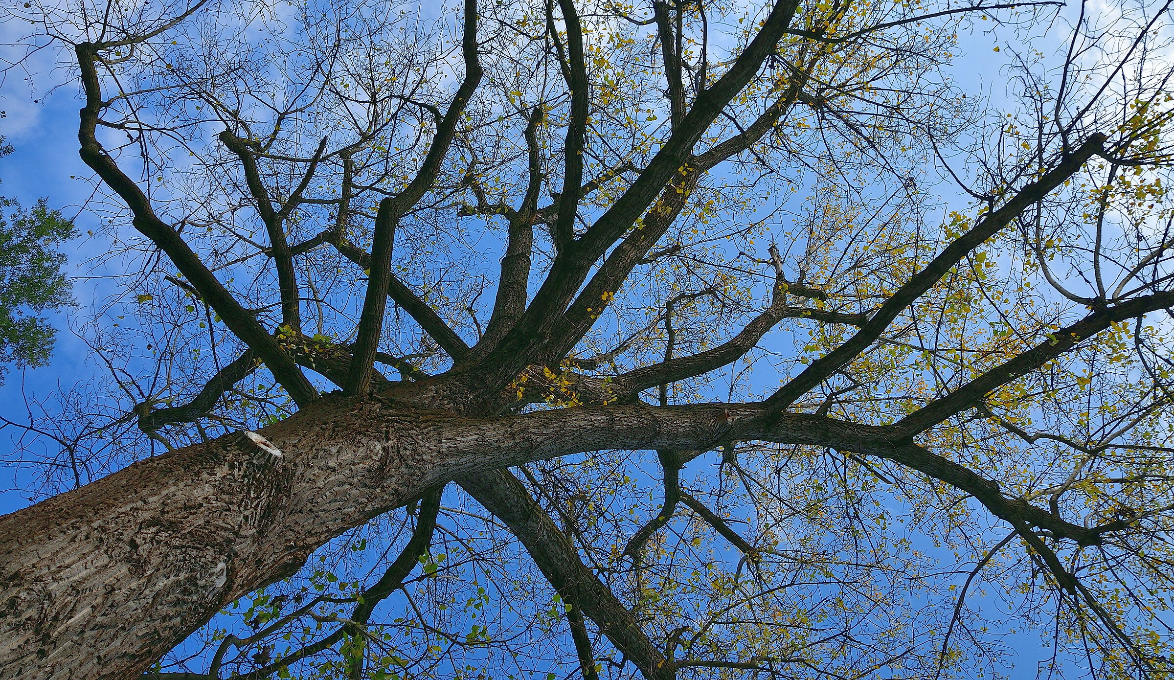 Trees, our ancestors....
