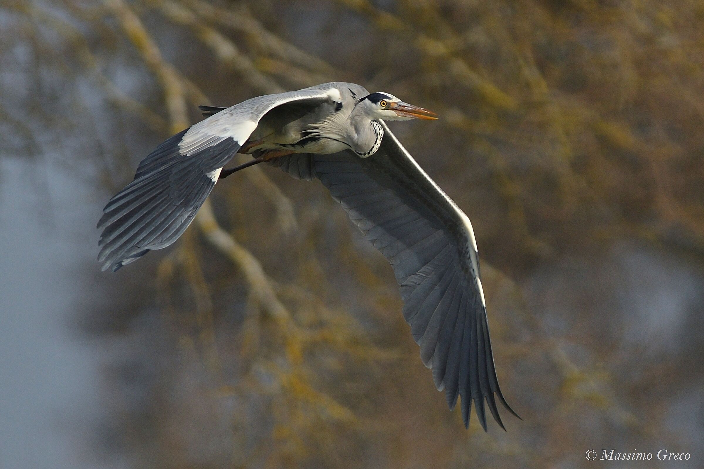 Ash heron
