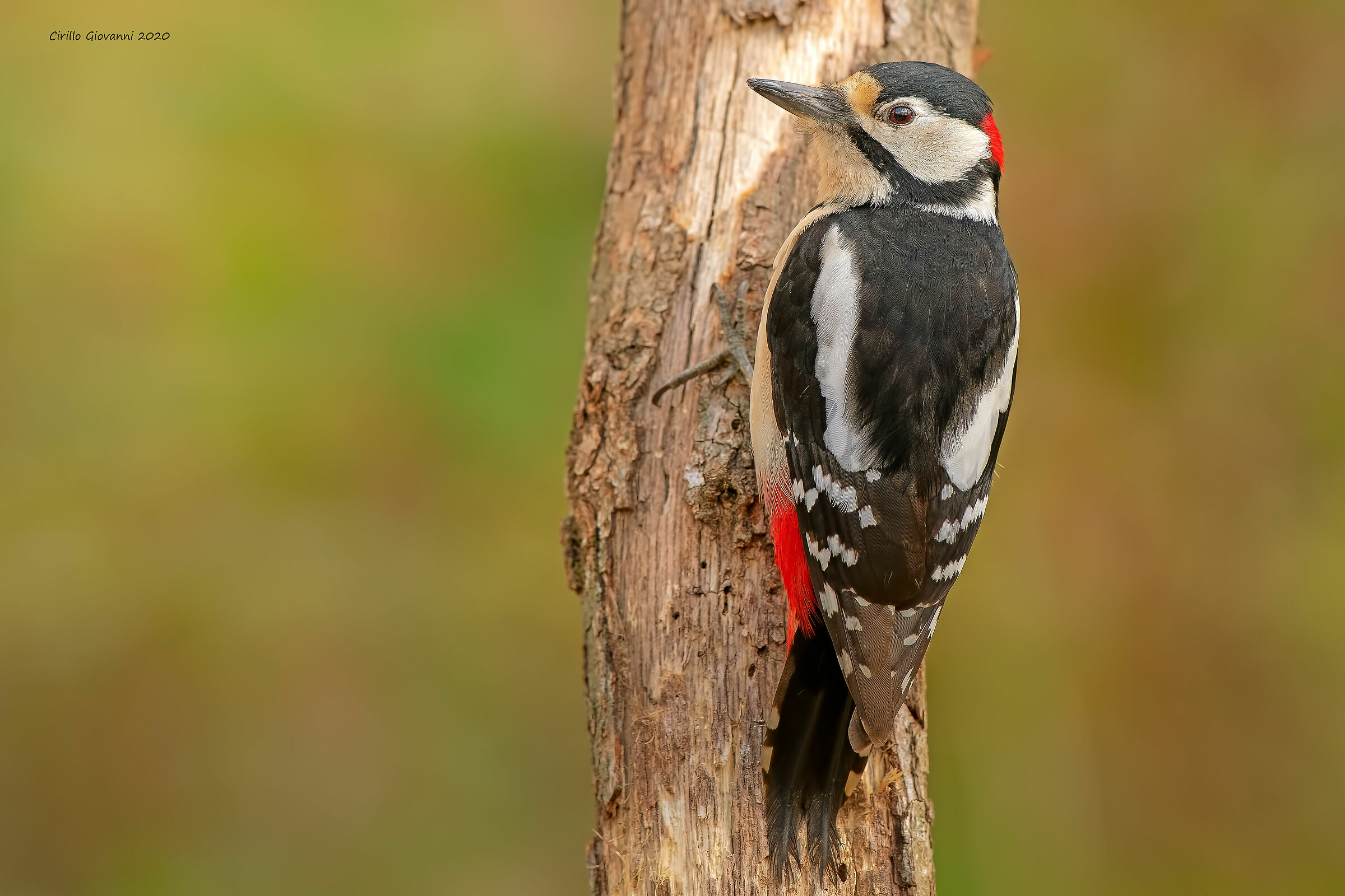 male major red woodpecker