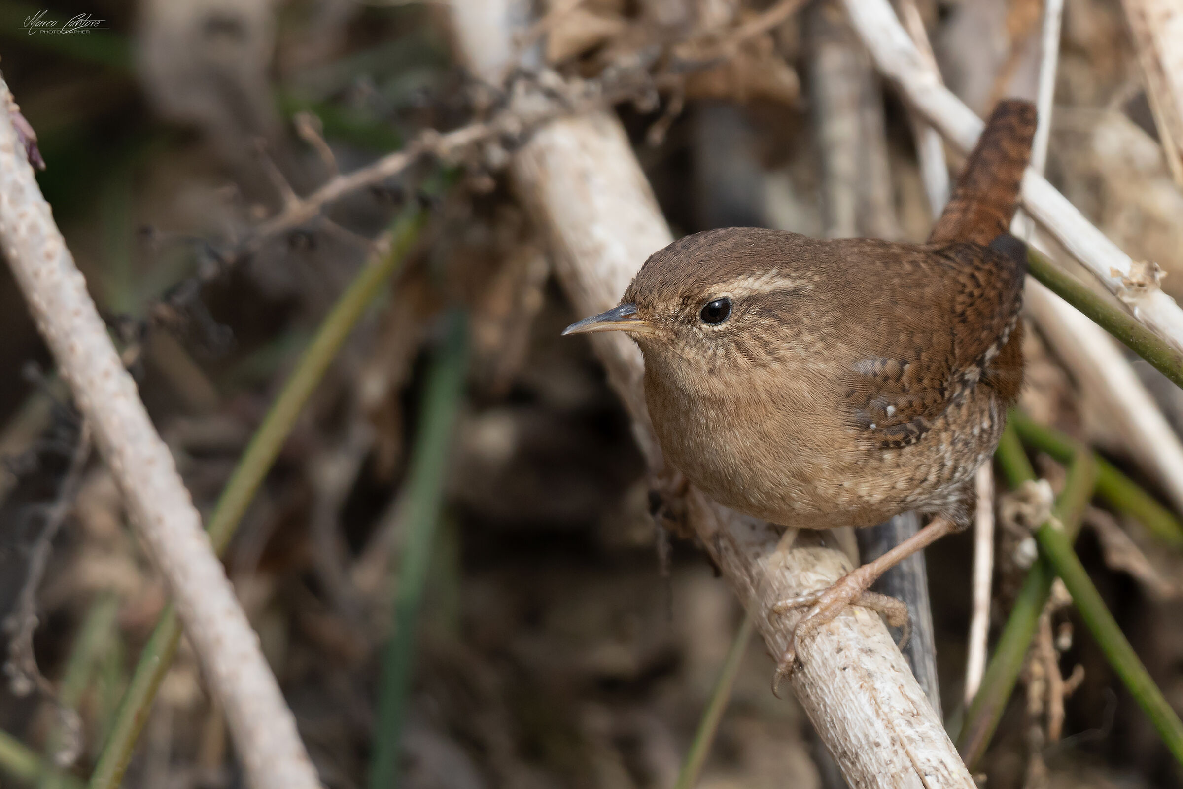 Wren