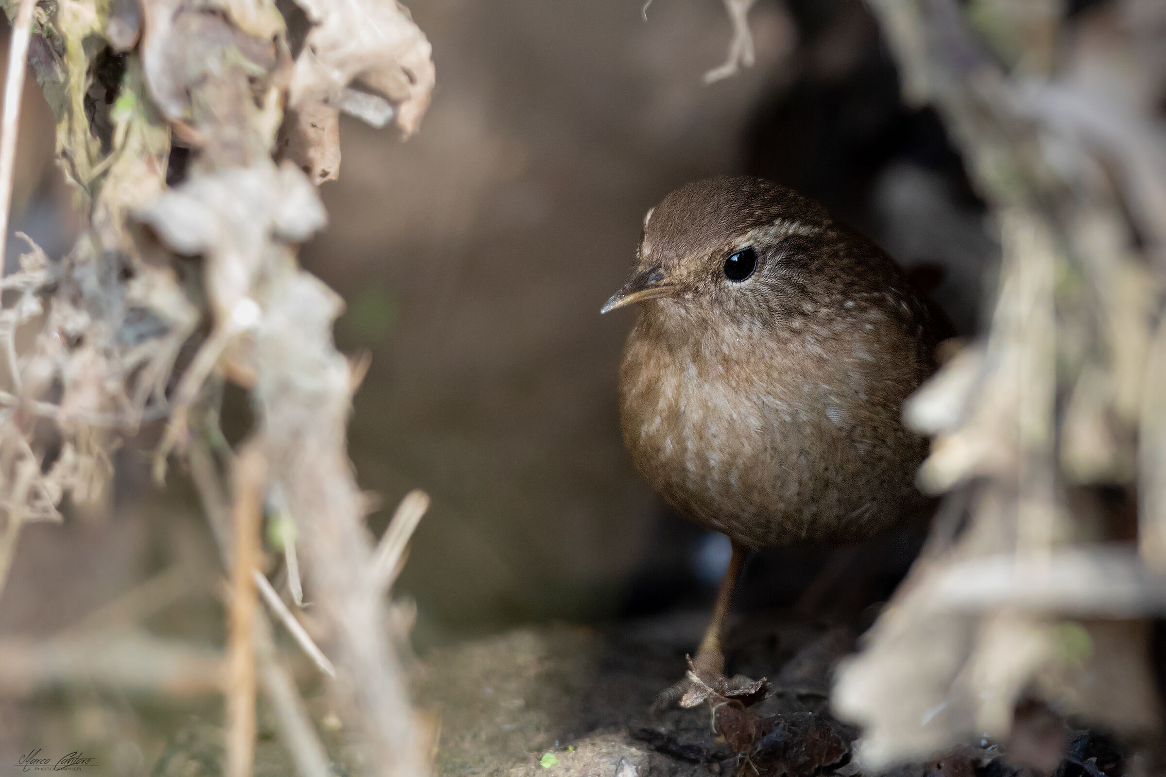 Wren