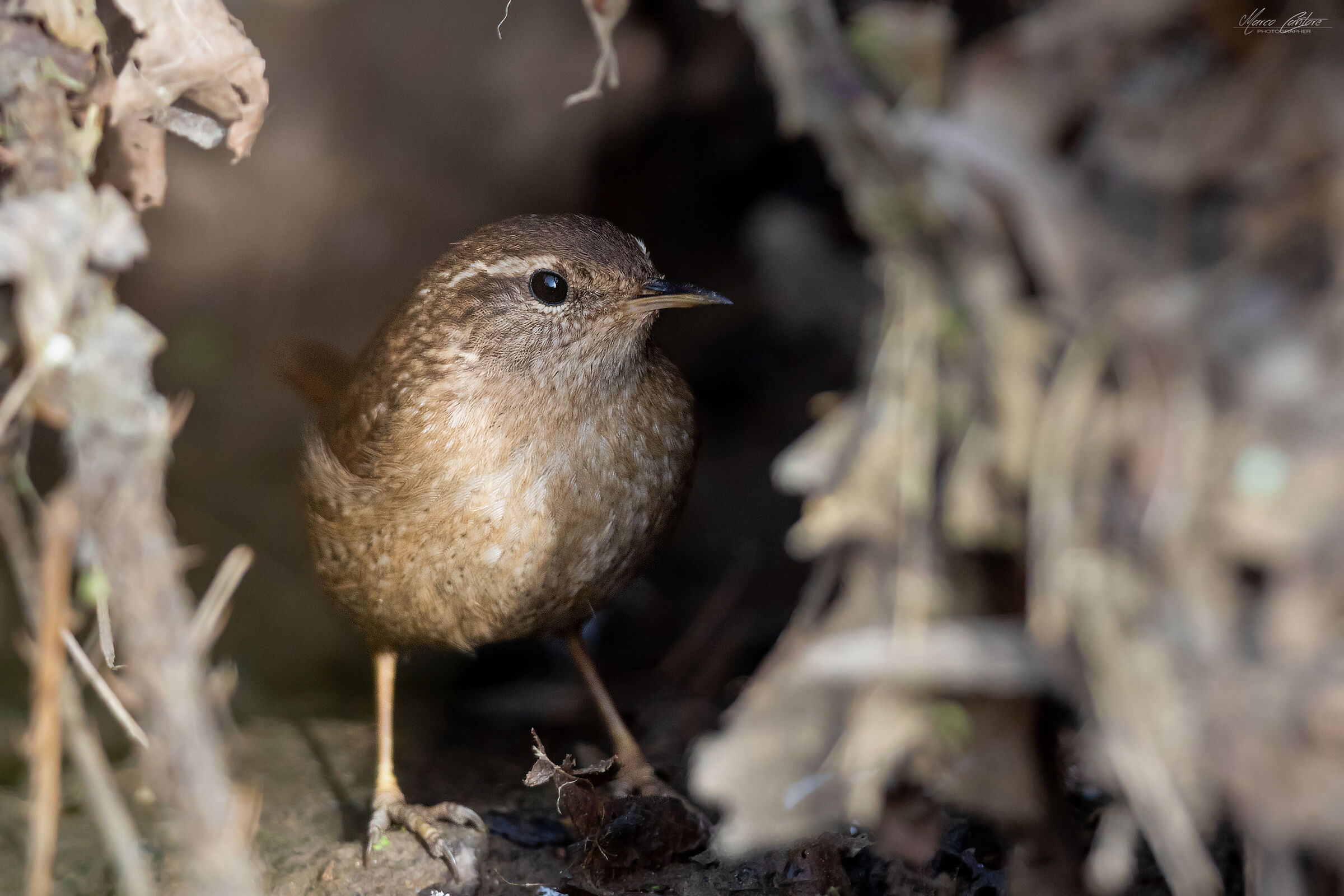 Wren