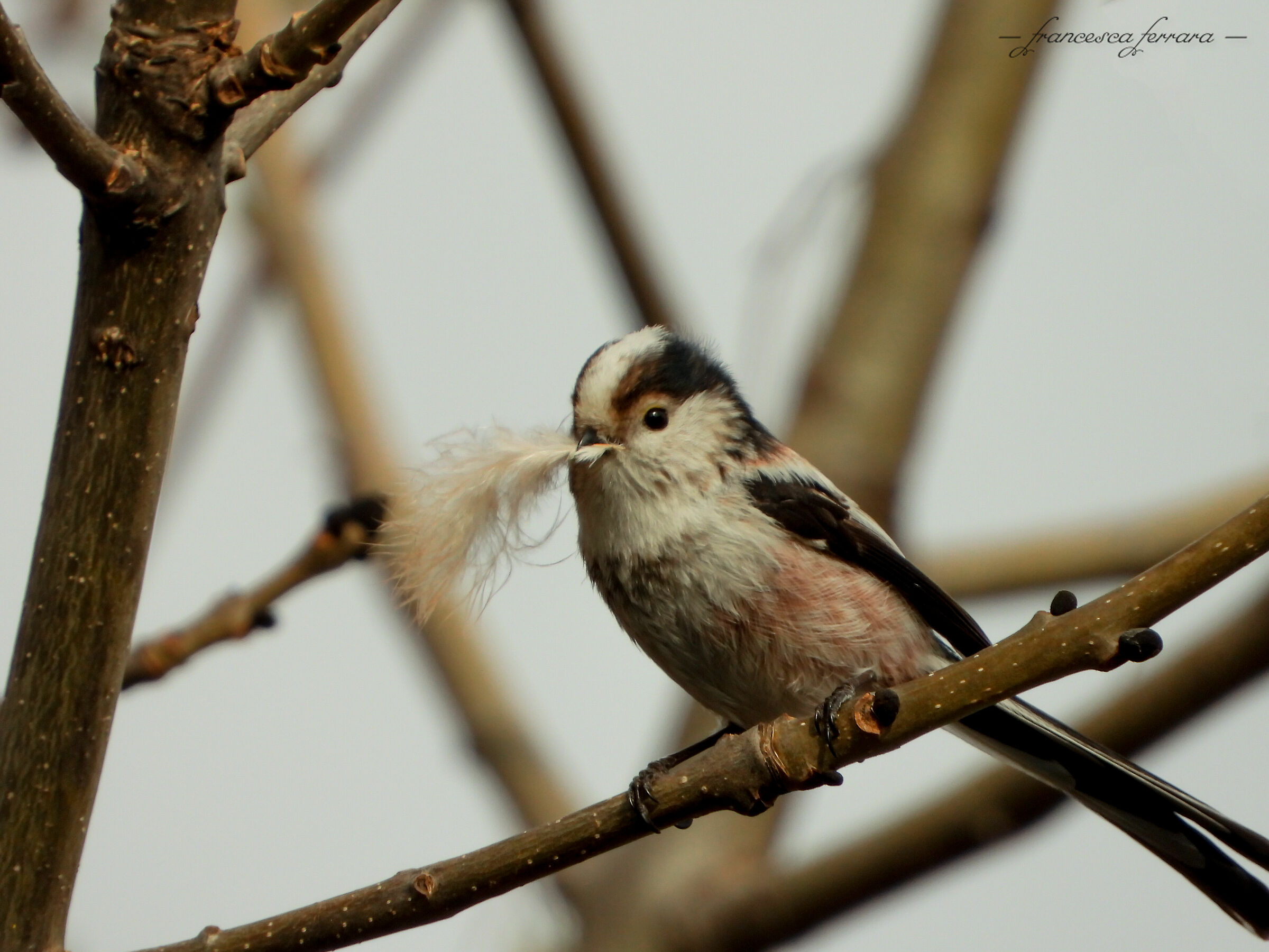 Codibugnol (Aegithalos Caudatus)