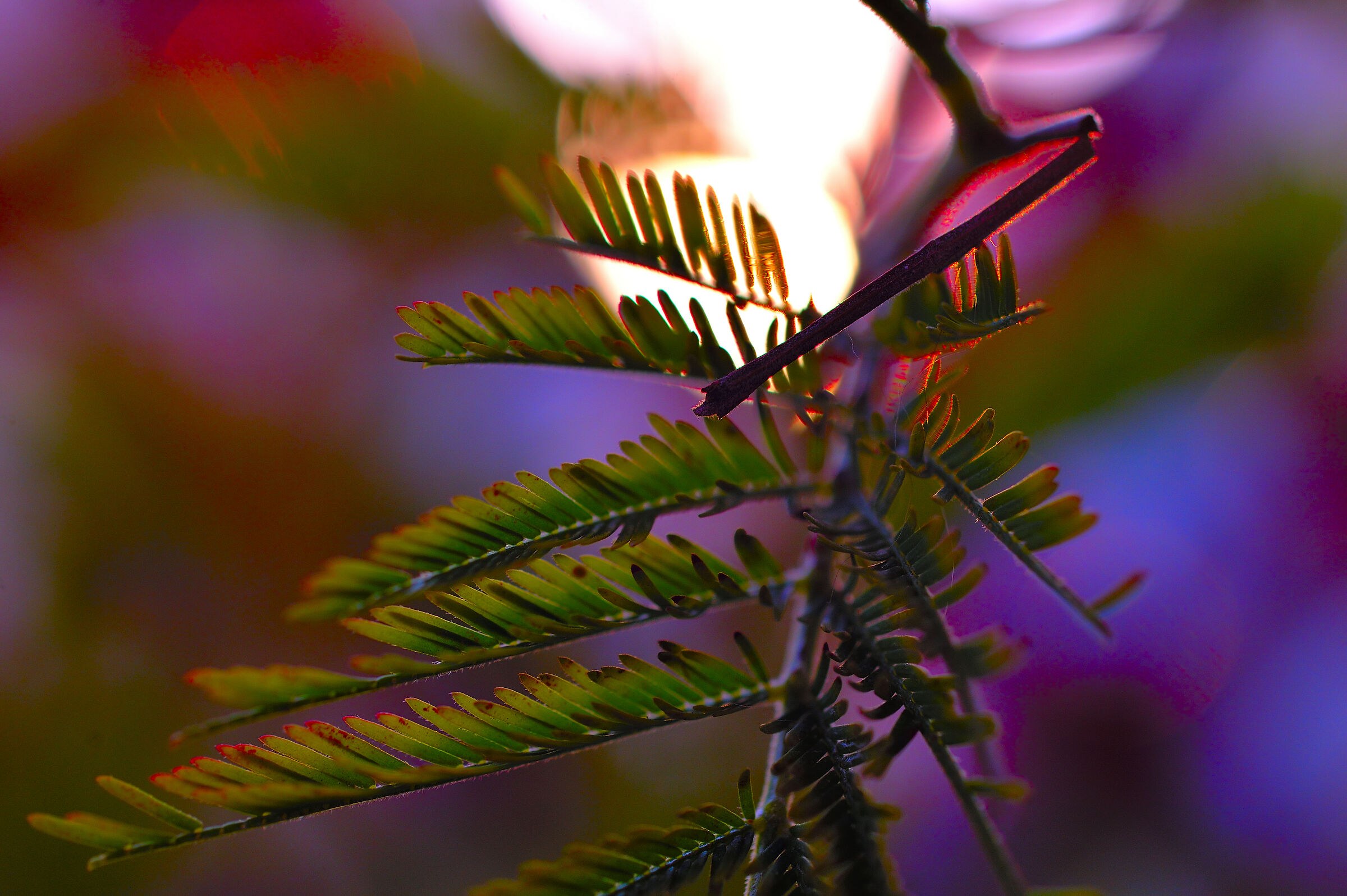 Il tramonto della mimosa