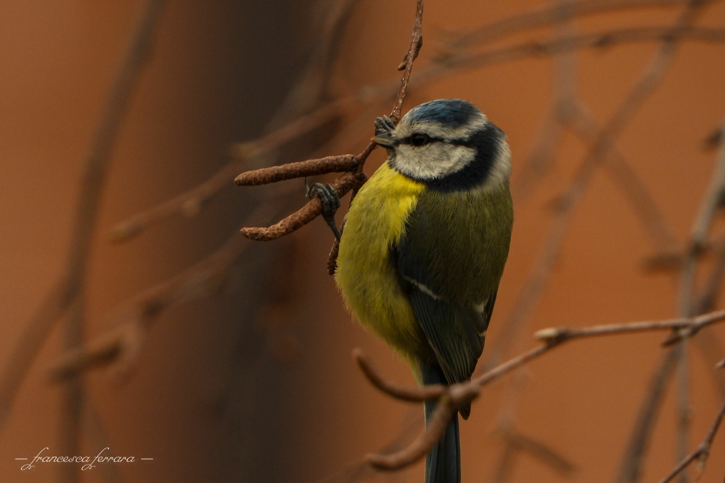 Cinciarella (Cyanistes Caeruleus)_3