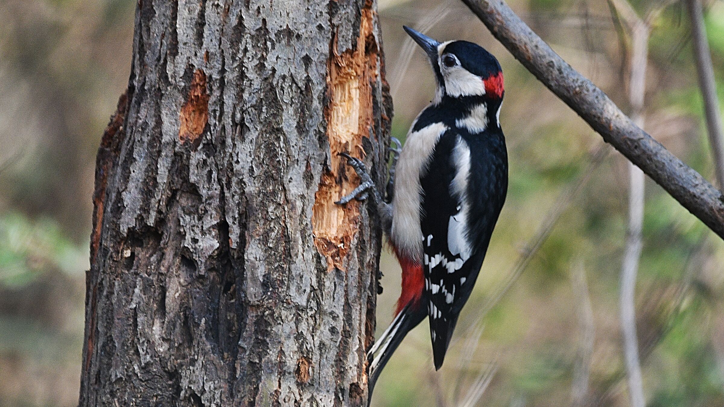 woodpecker at work