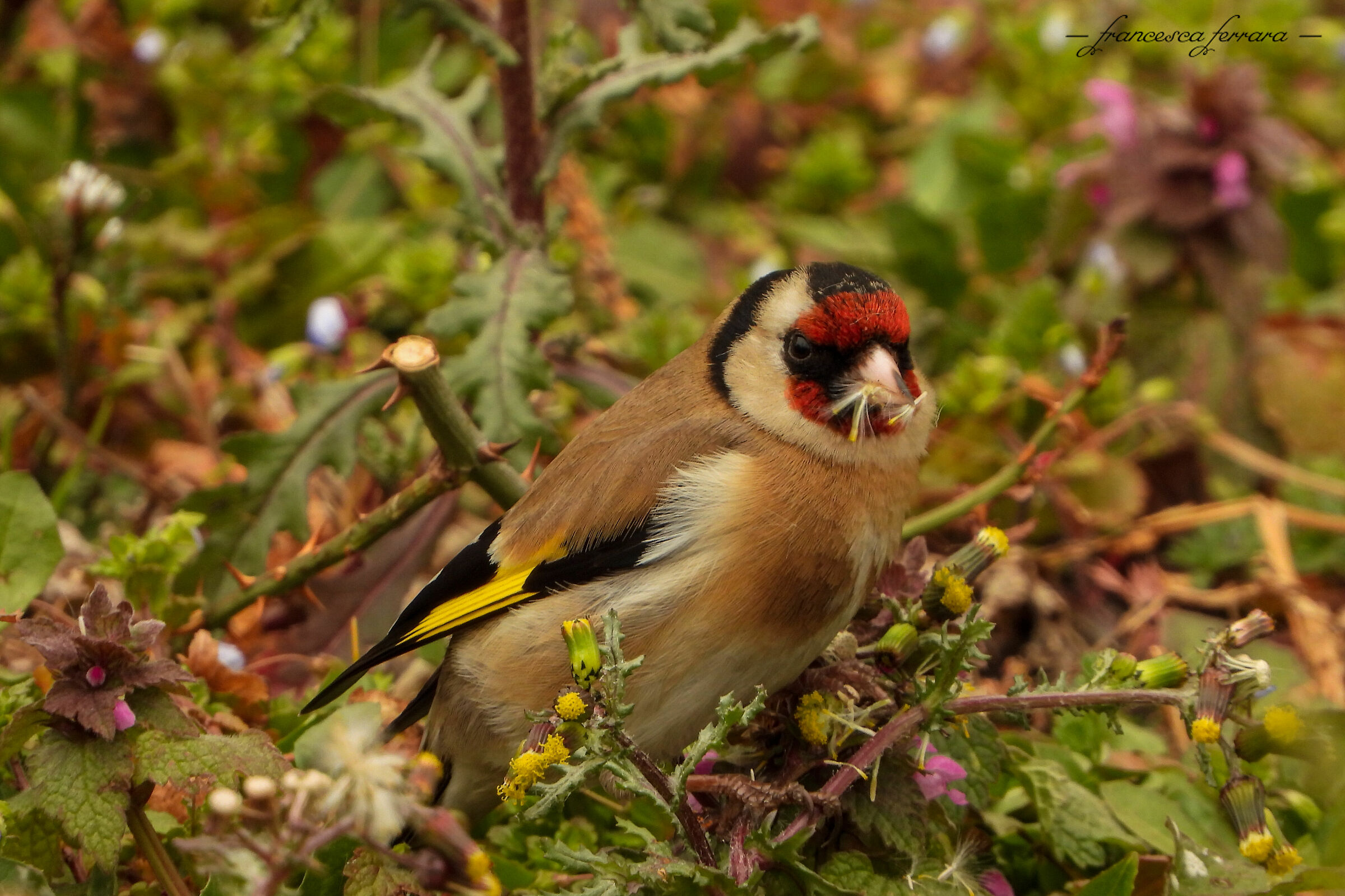 Cardellino (Carduelis Carduelis)