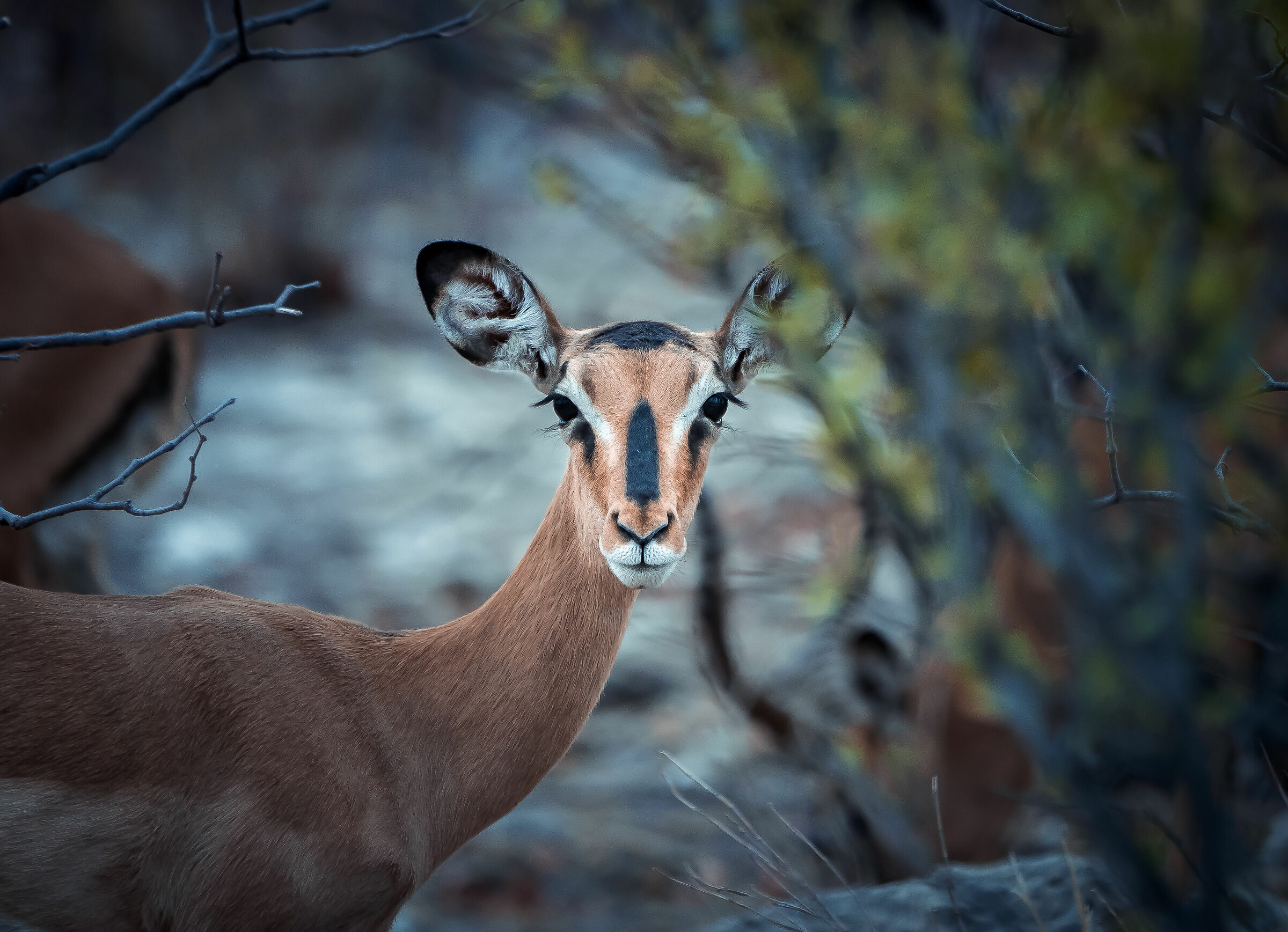 Antelope