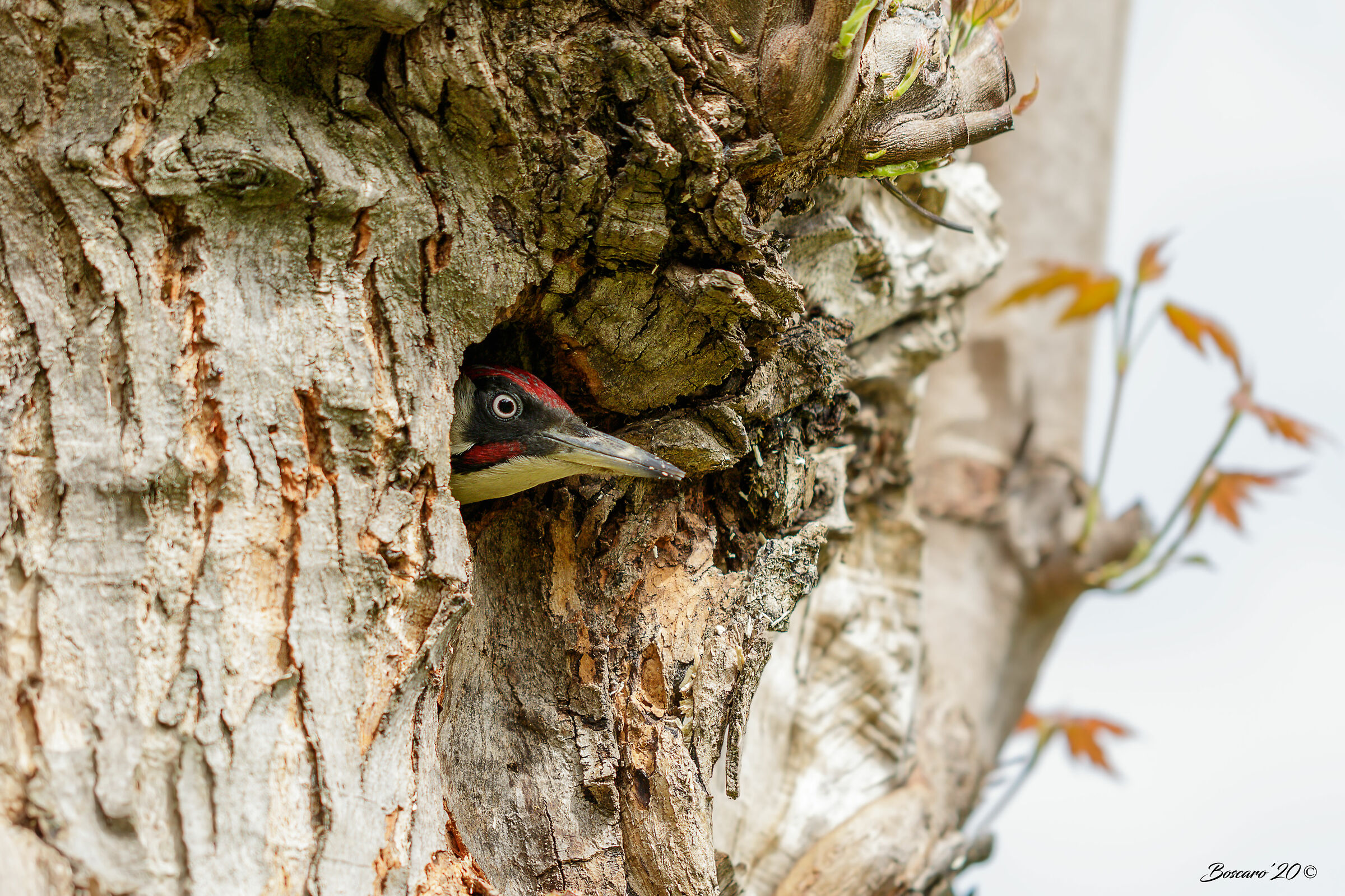 Green woodpecker