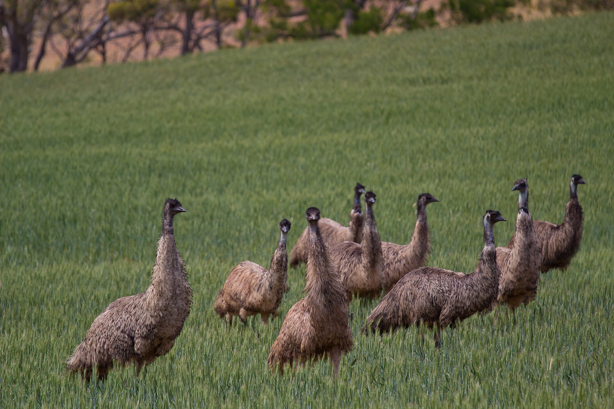 Emus nei campi di grano