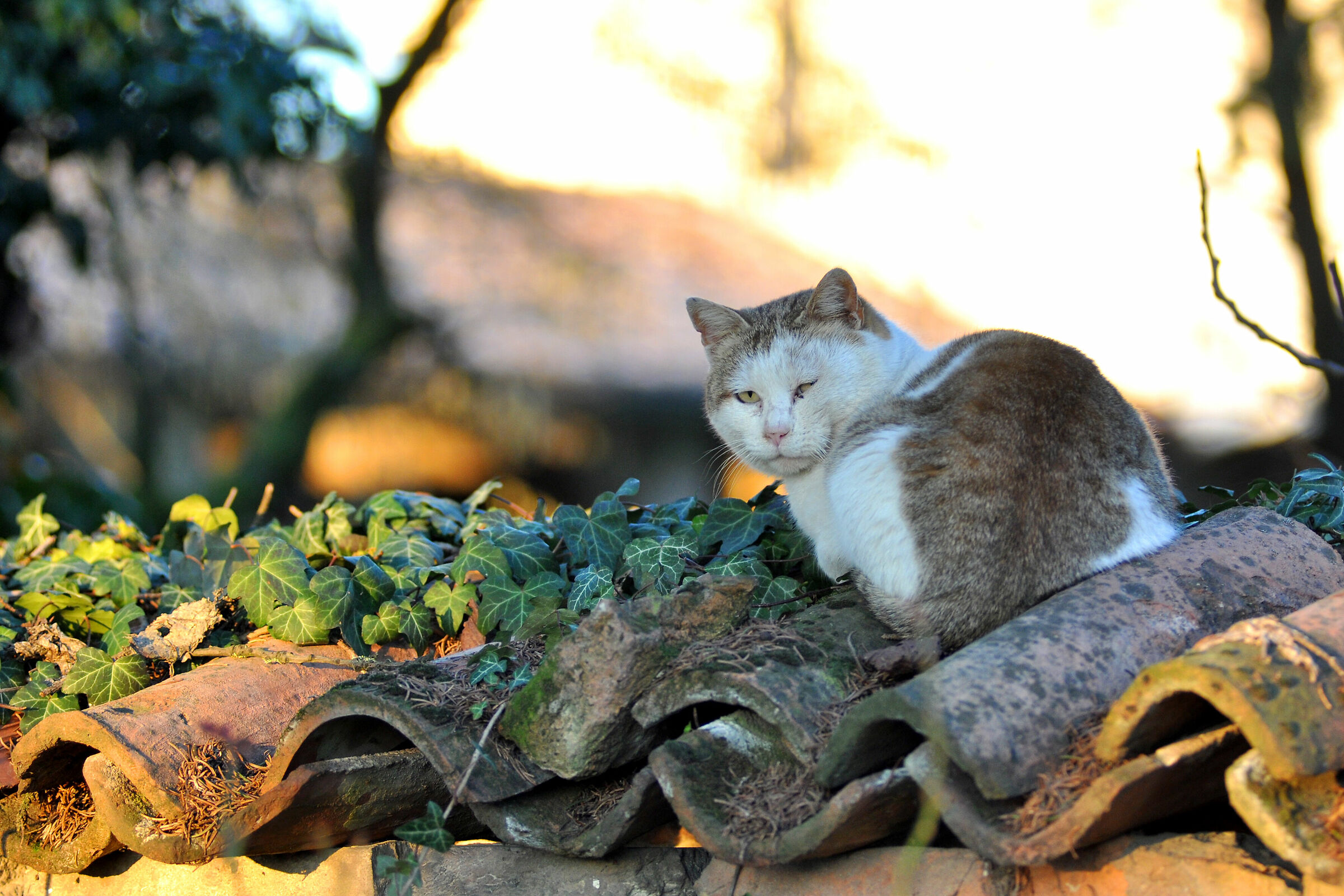 the cat on the tiles