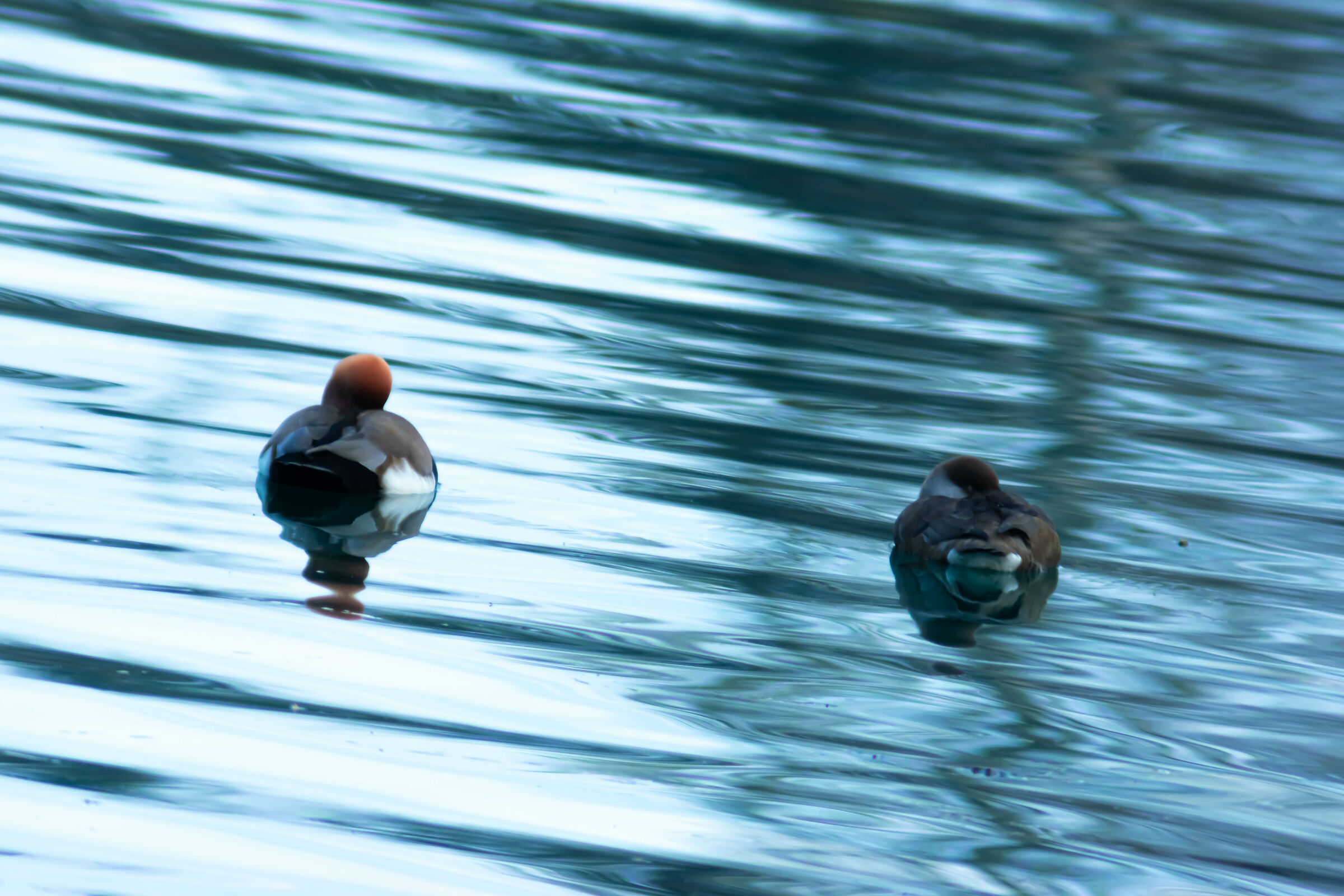 Net rufina (male and female)