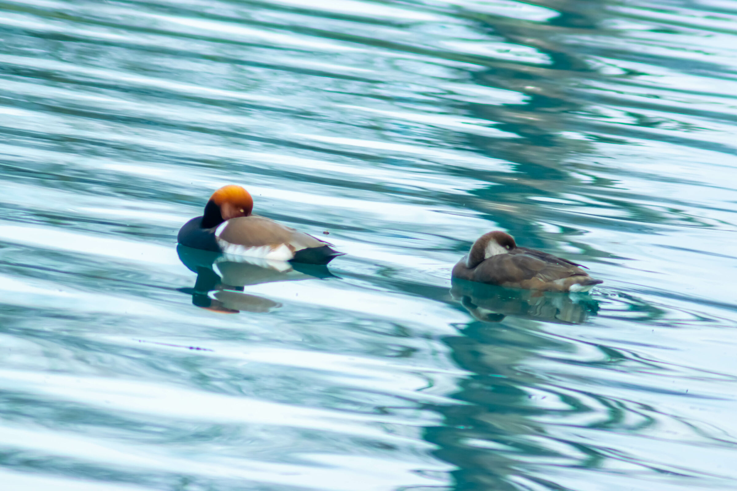 Net rufina (male and female)