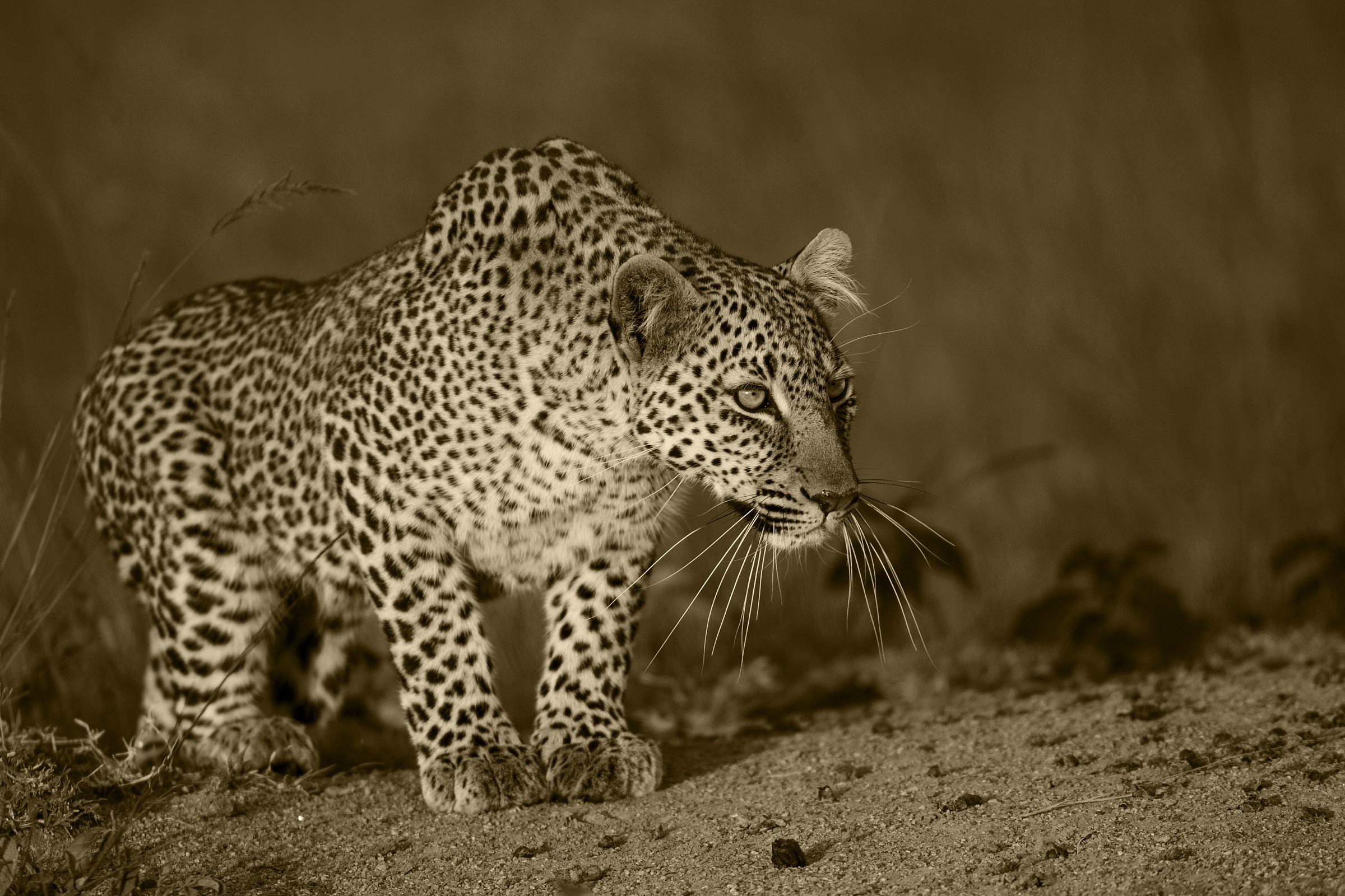 Leoparda... a gattoni