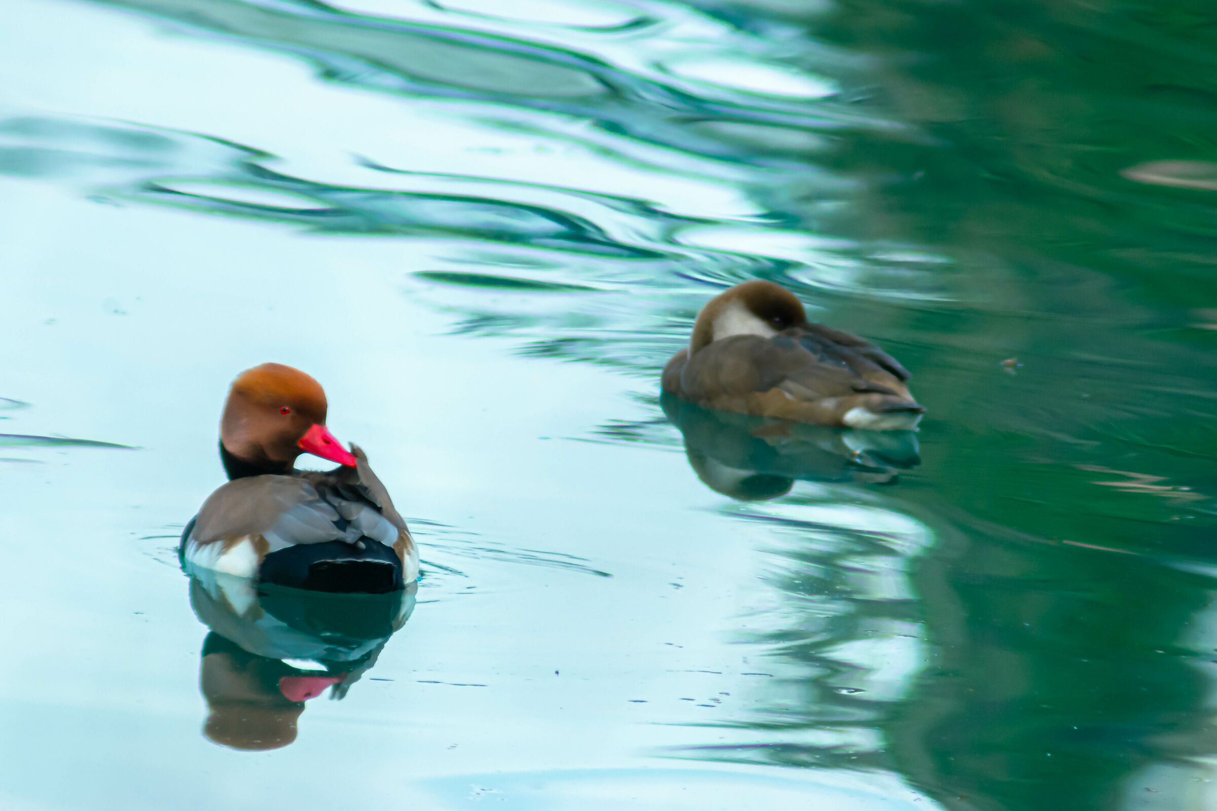 Net rufina (male and female)